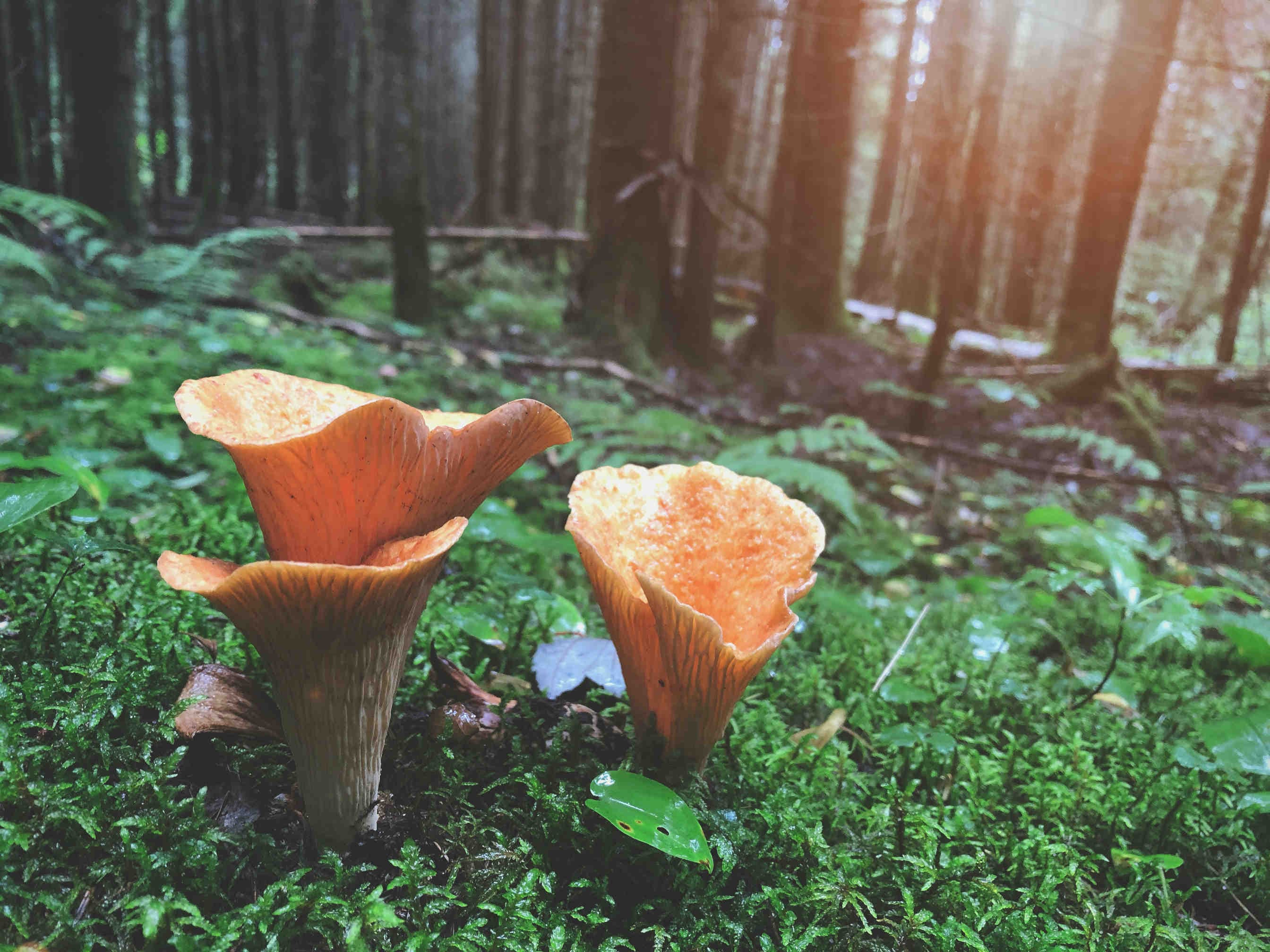 funghi
