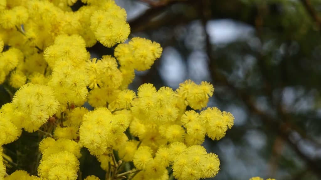 Pourquoi le mimosa ?