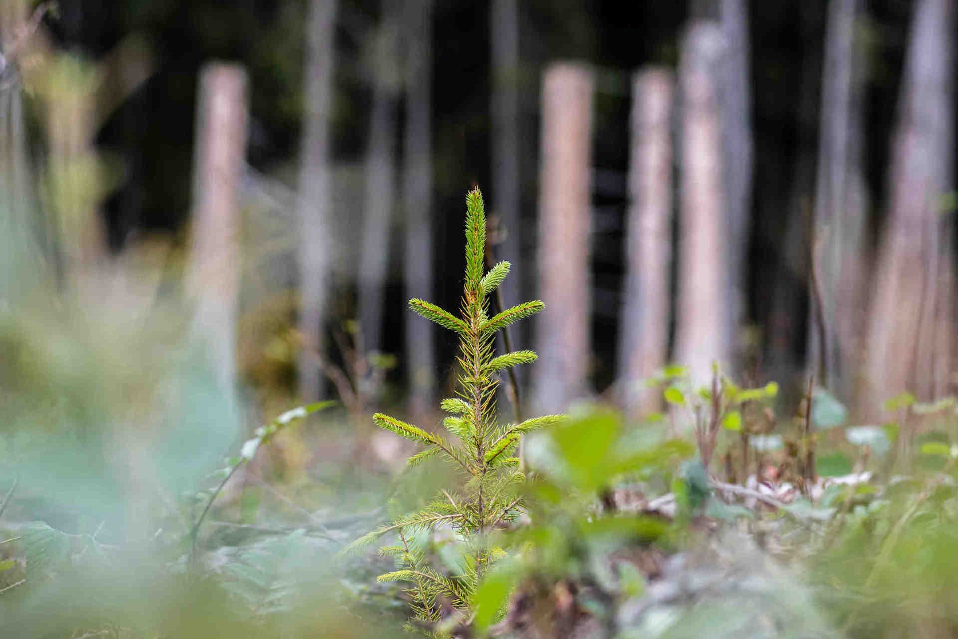 3Bee soutient la loi "Nature Restoration Law"