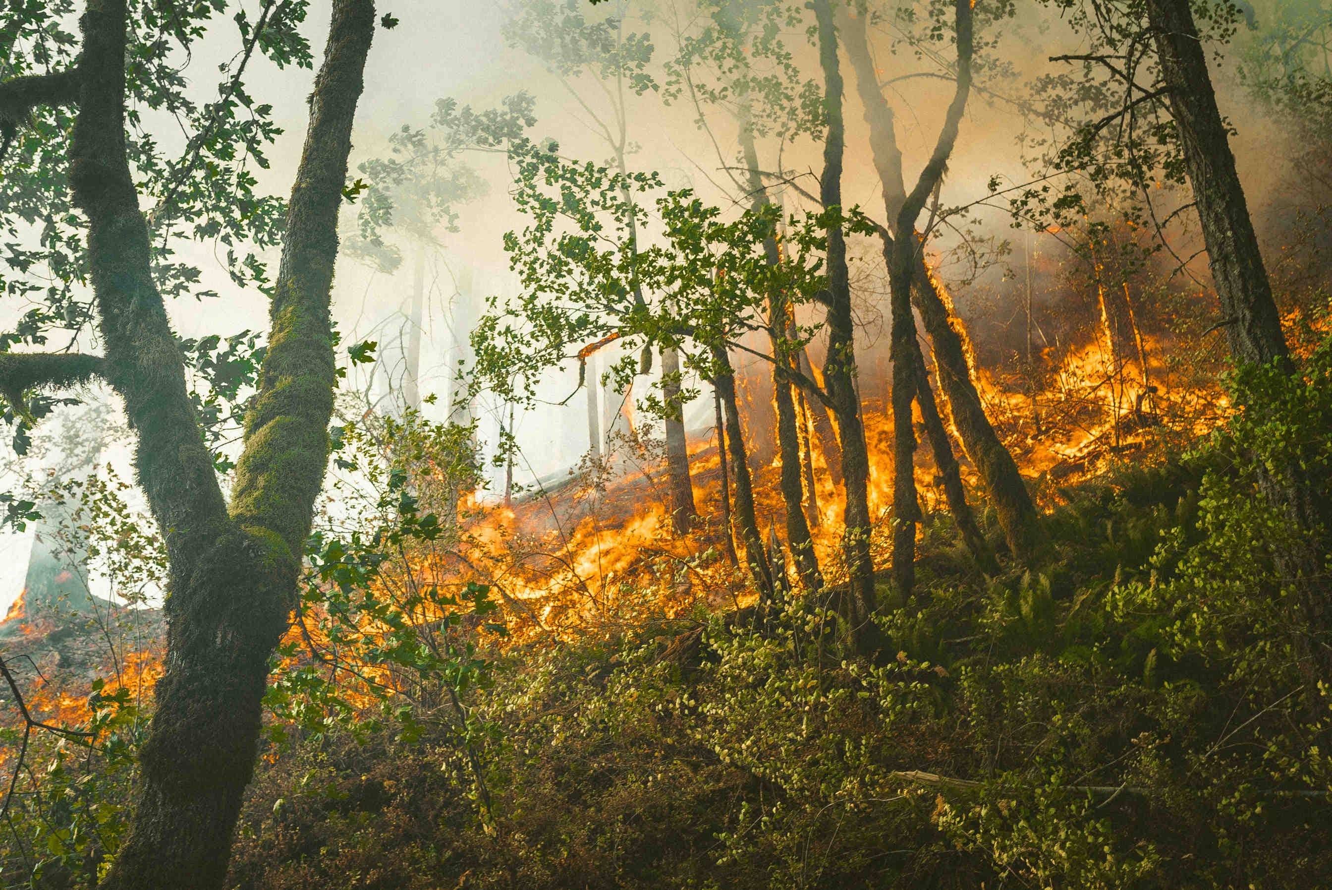 Incendi e biodiversità. Una convivenza sostenibile?
