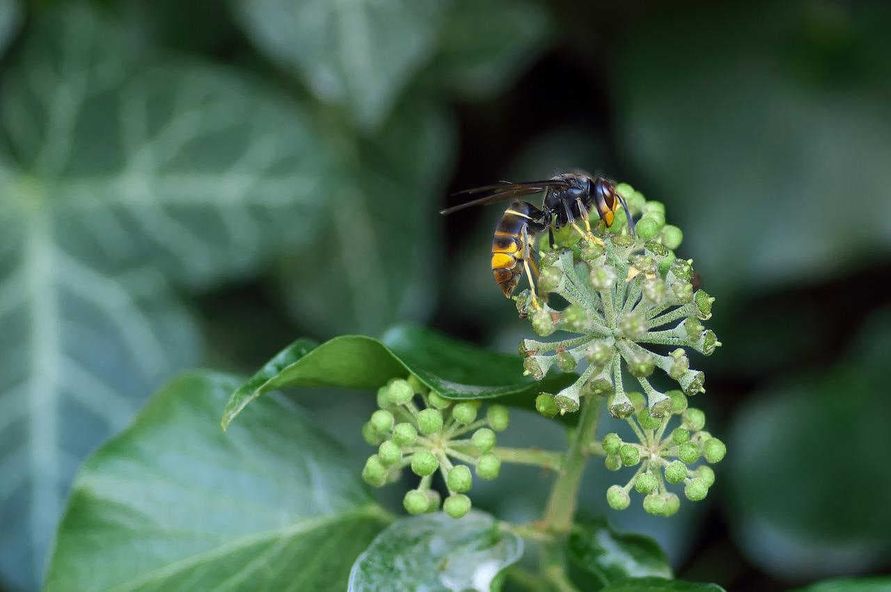 Un predatore che arriva dall’Oriente
