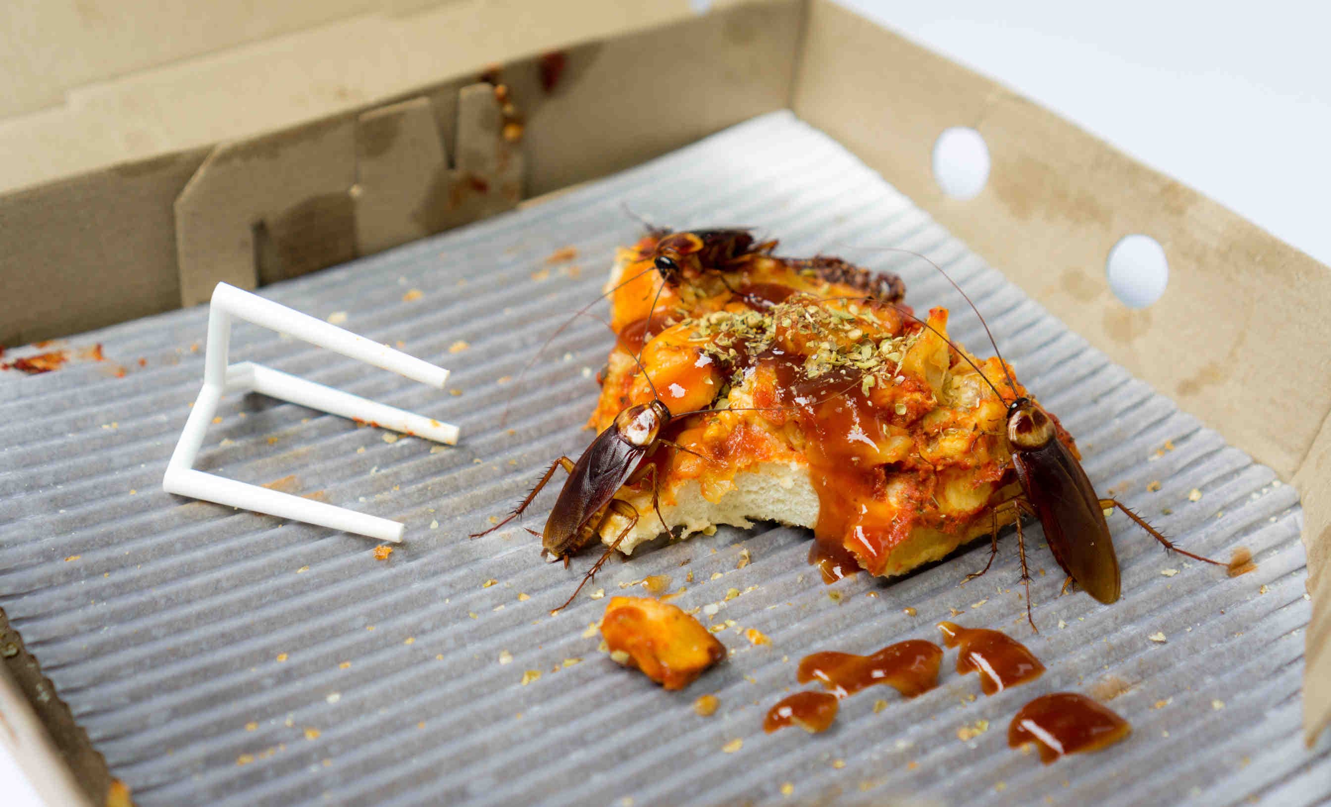 scarafaggi mangiano pizza