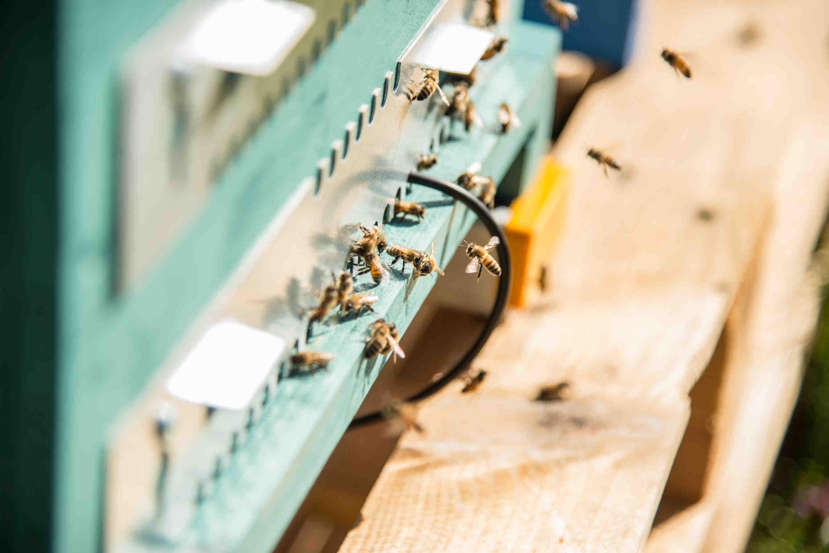 3Bee | Il tuo partner per la sostenibilità