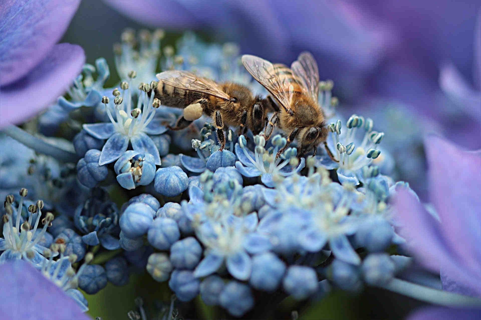 Oltre il Greenwashing: Beewashing