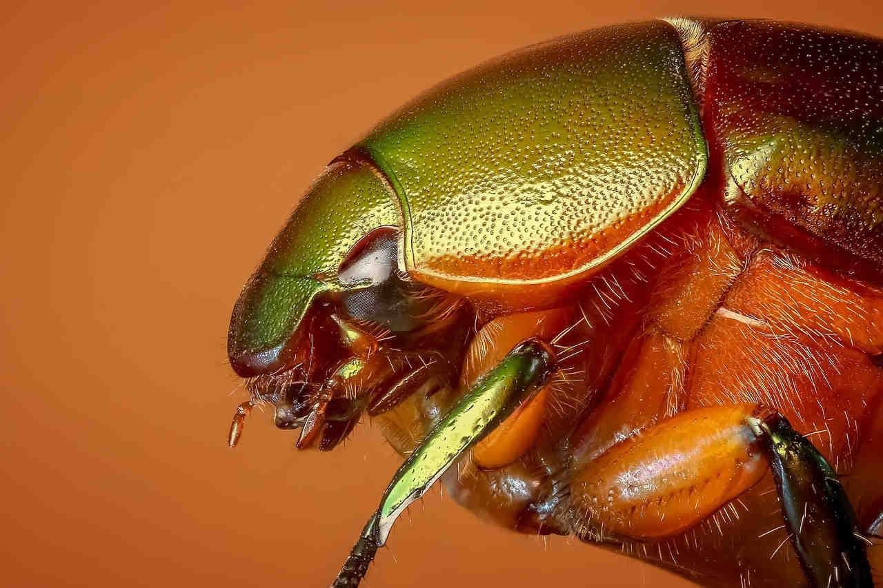 Chrysina