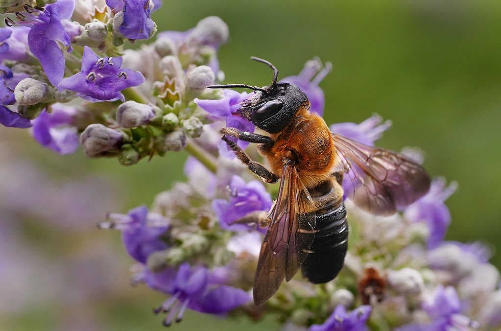 Megachile sculpturalis