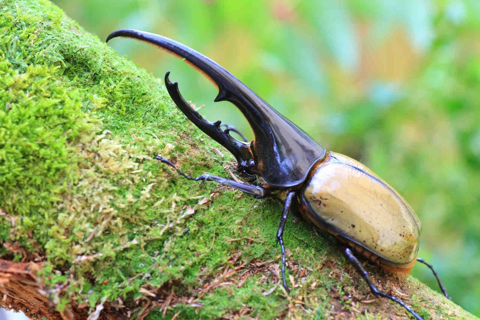 Dynastes_hercules