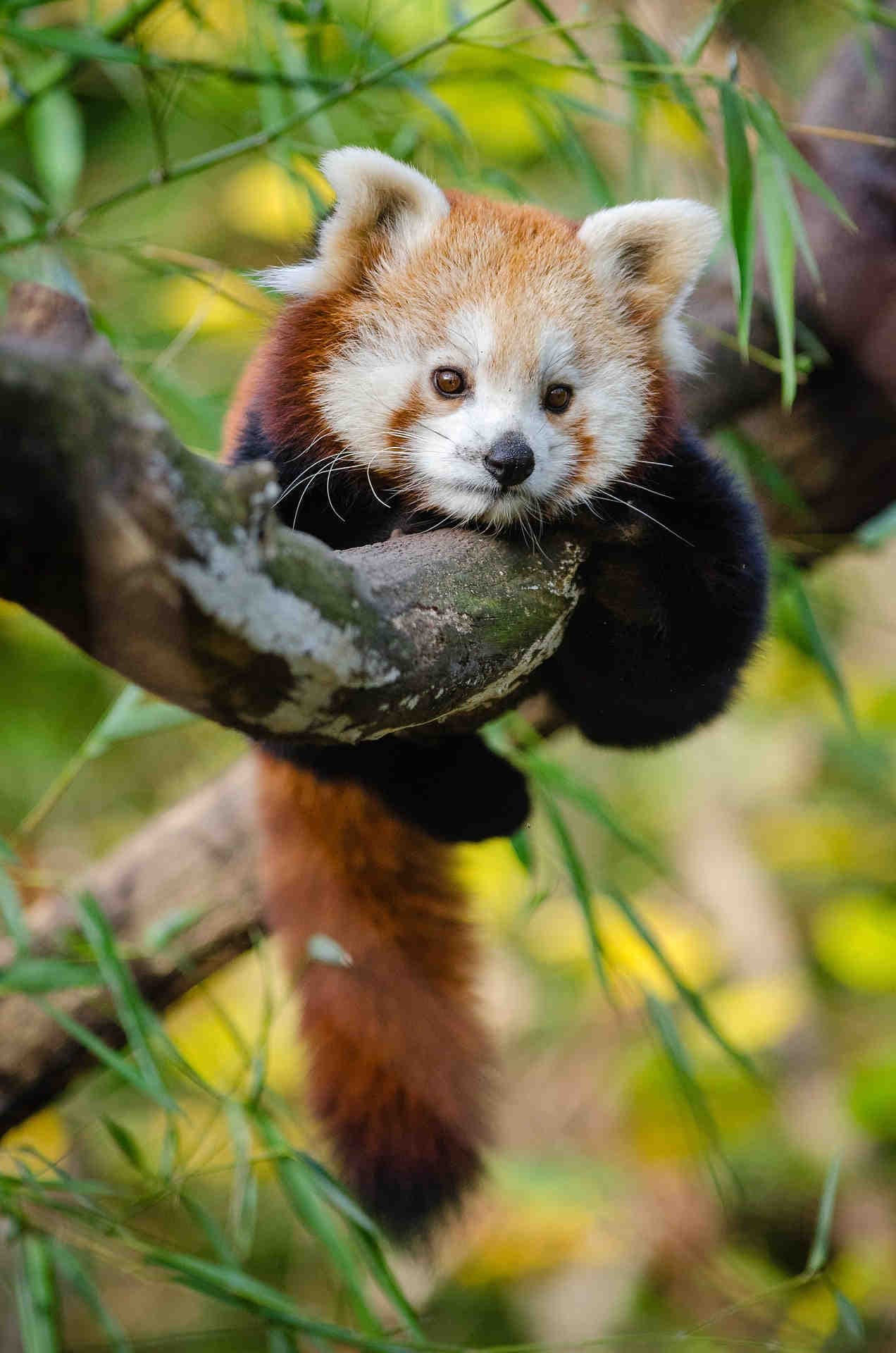 panda rosso