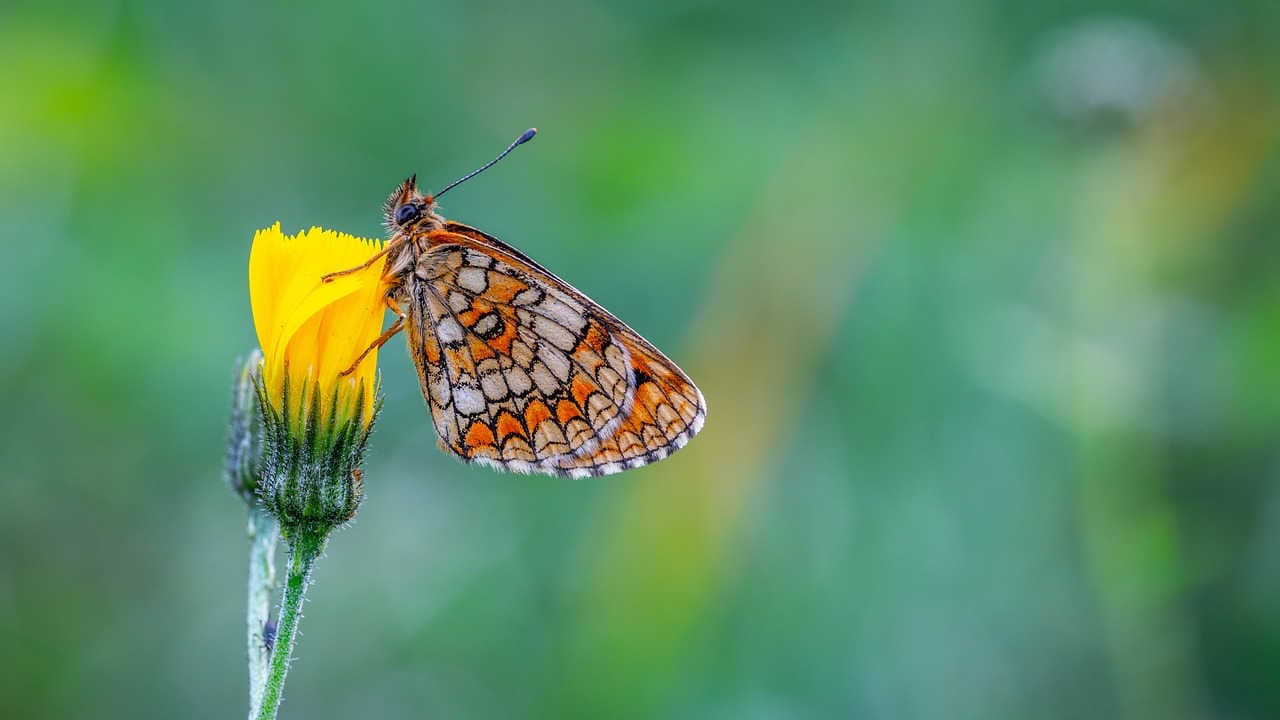 Melitaea