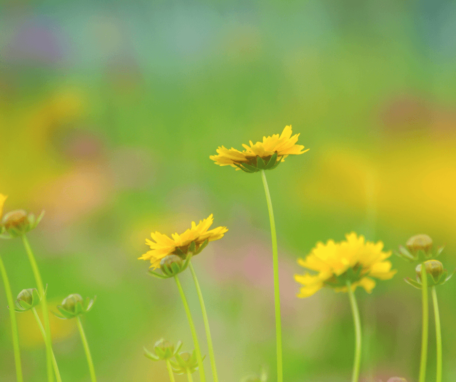 Primavera