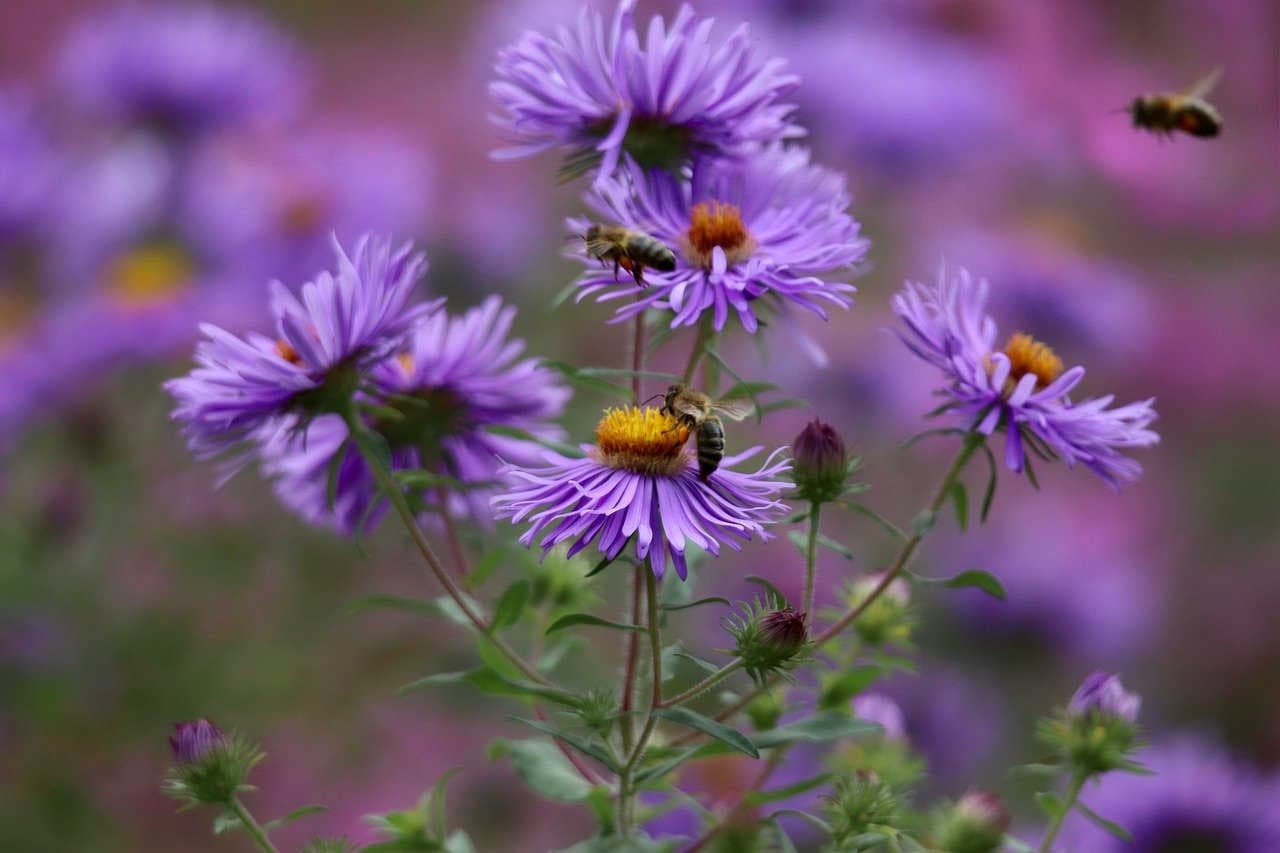 fiori impollinatori