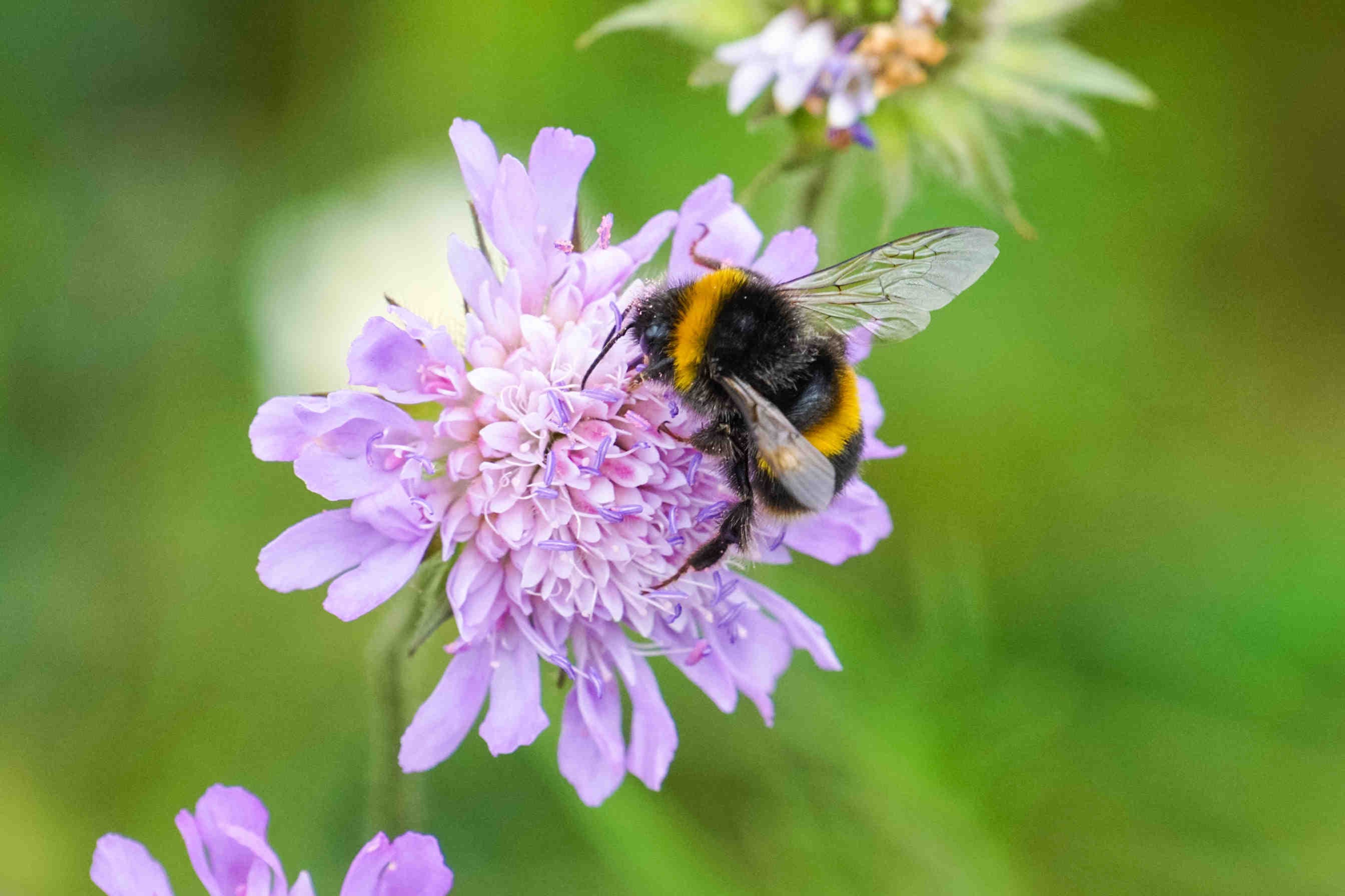 Giornata delle api: 3Bee 10.000 Oasi per gli impollinatori