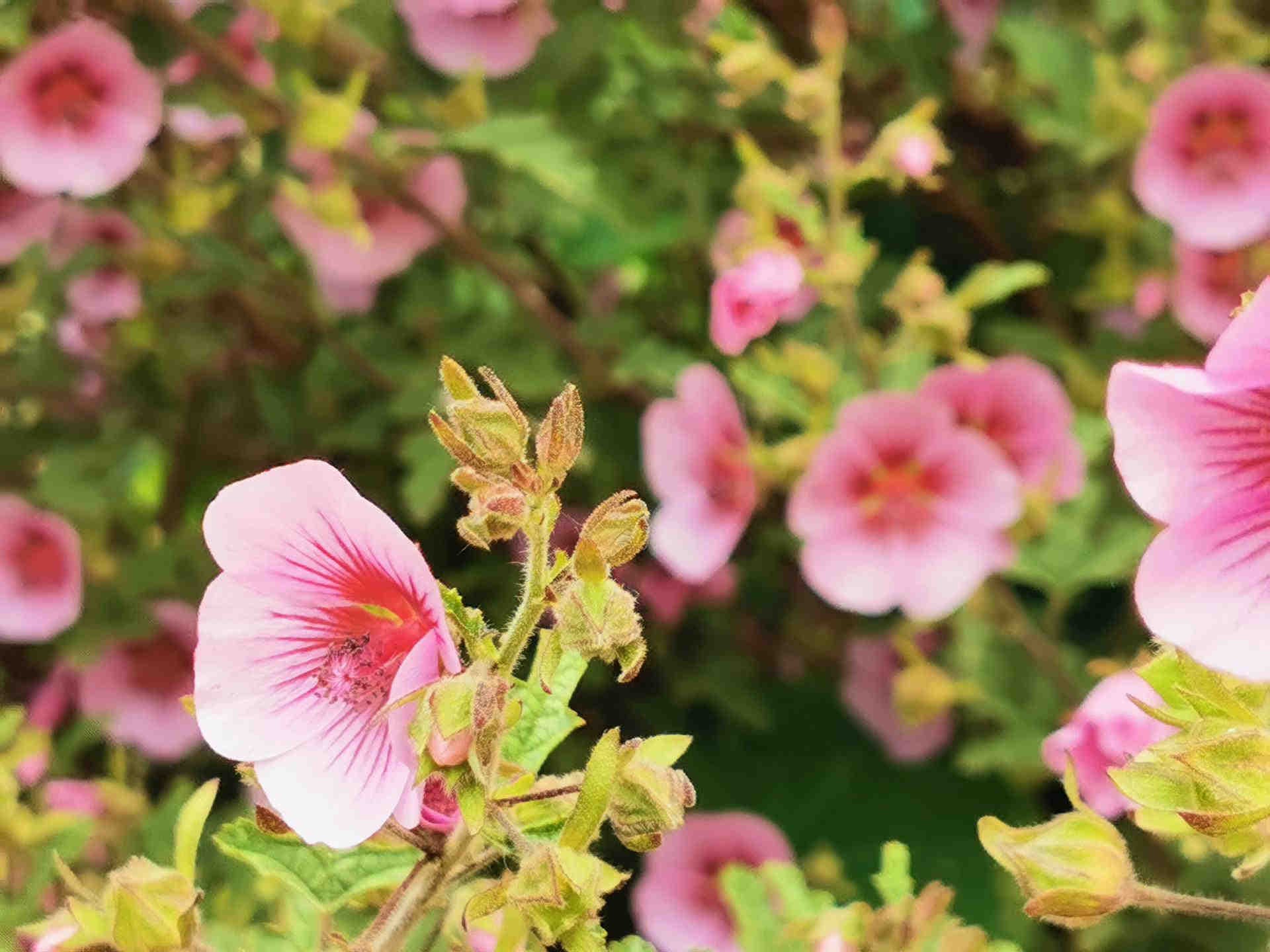 Manuka-Honig