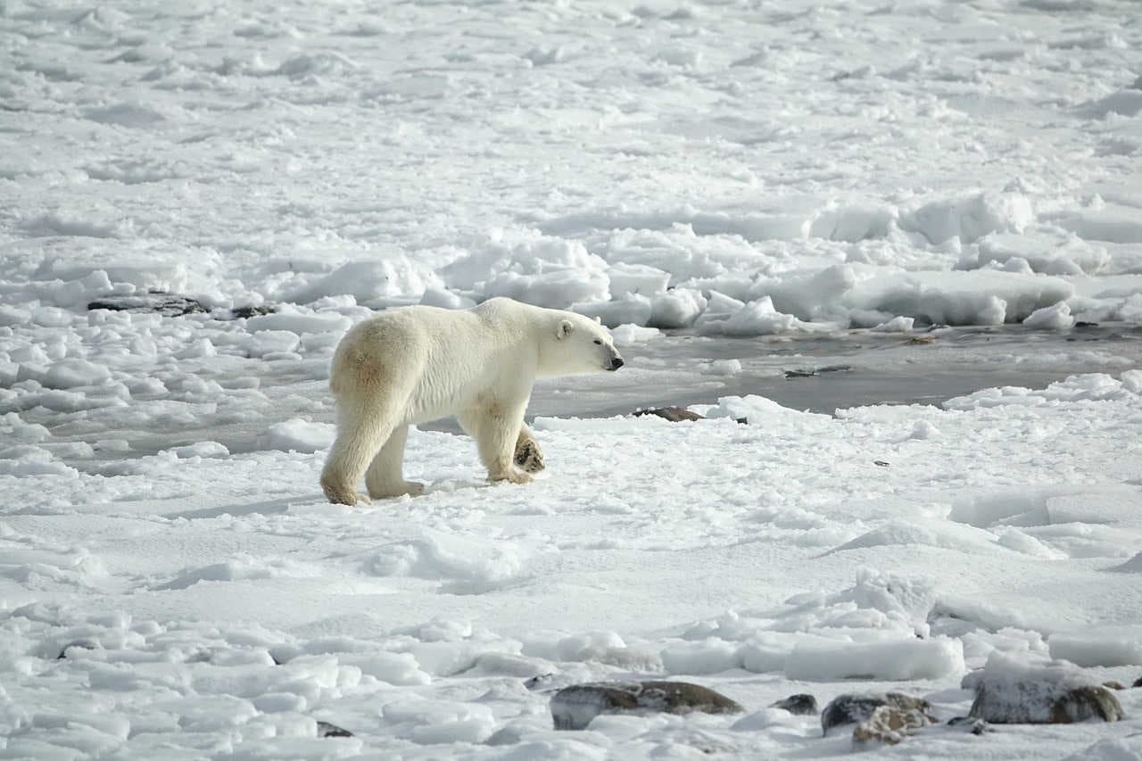 orso polare ghiaccio