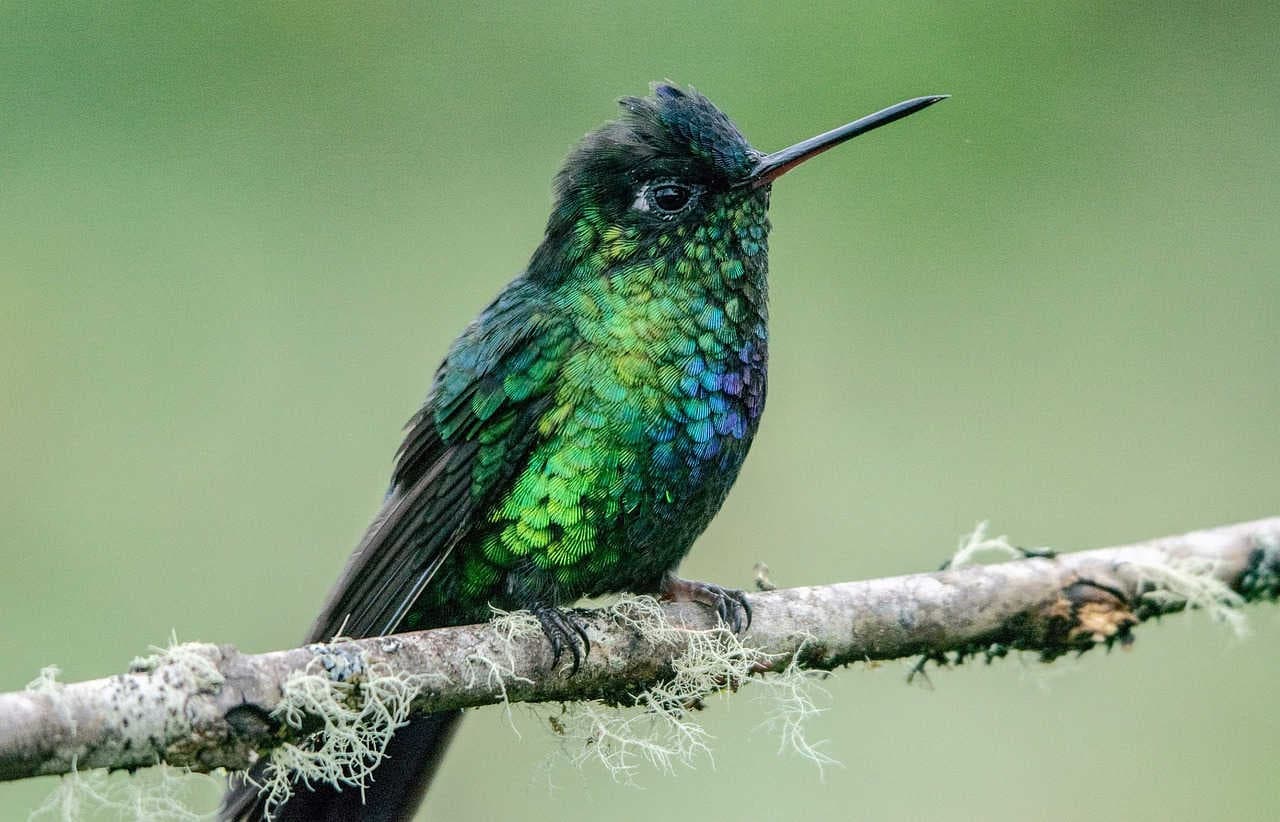 colibri