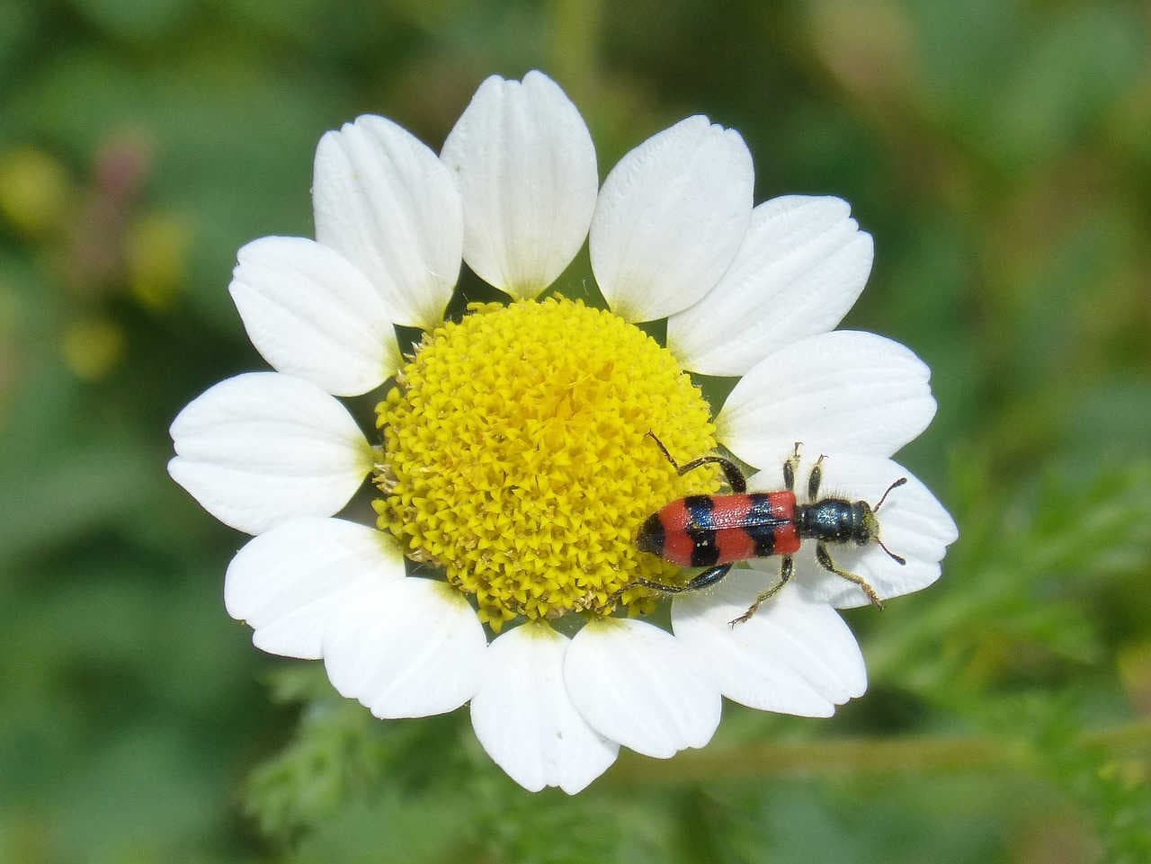 Trichodes