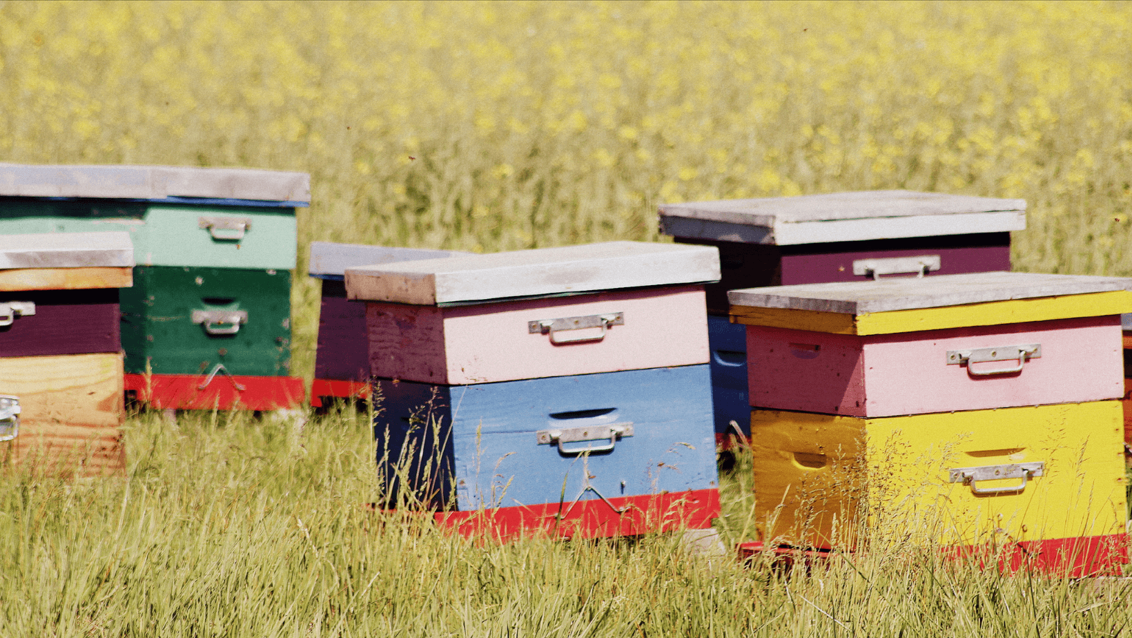 3Bee Ad Apimell 2019