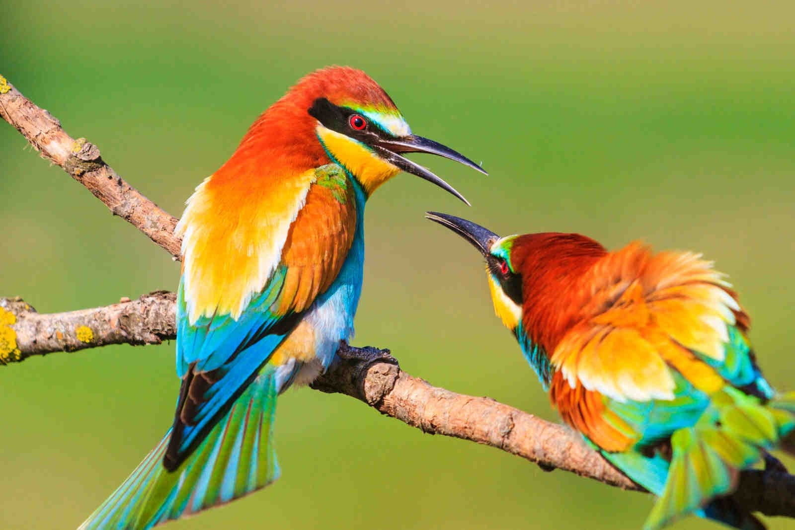 Un appello in tutela di biodiversità per il futuro