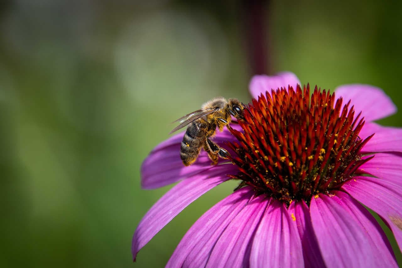 apis mellifera carta di san michele