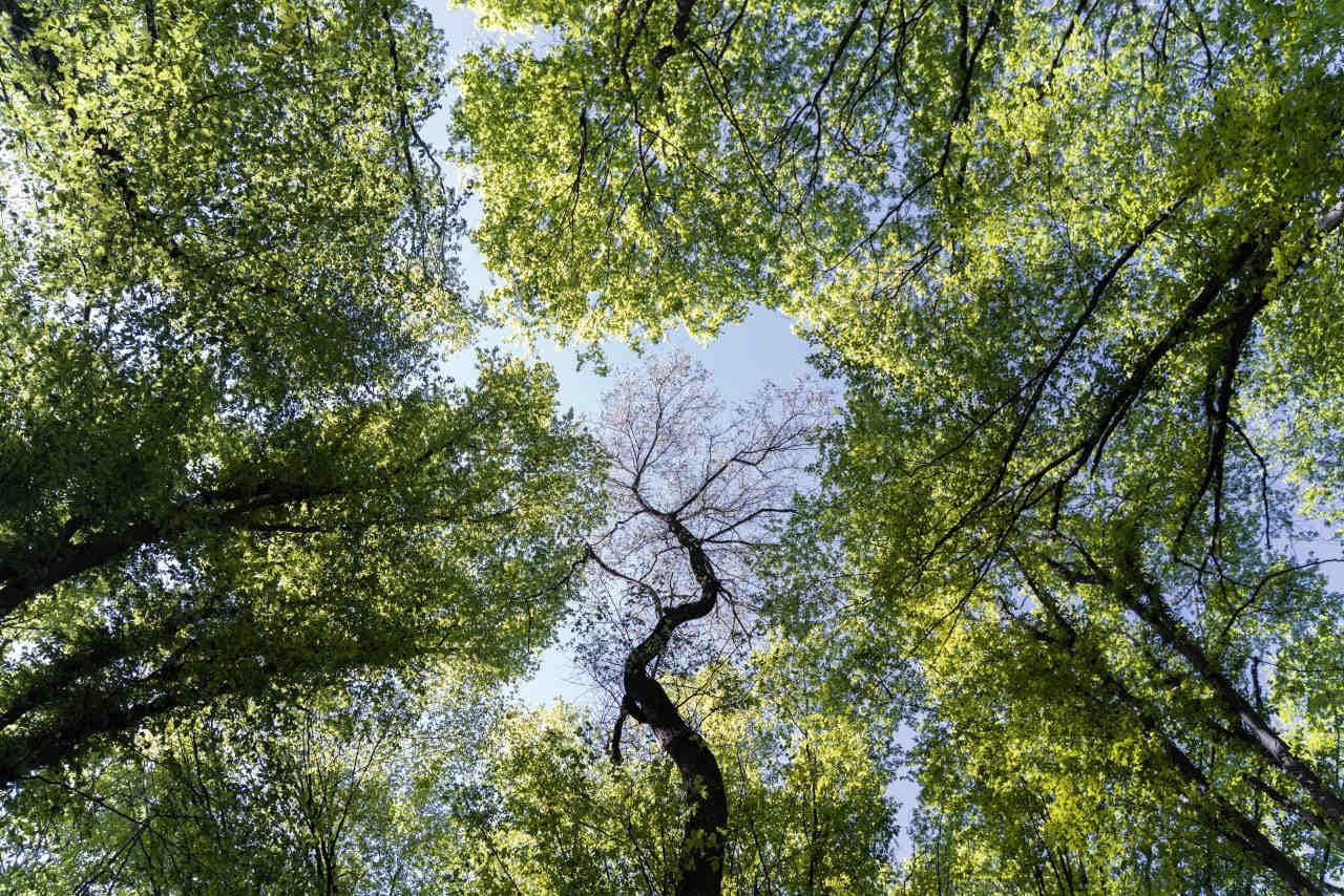 CSRD - CSR: differenze tra due acronimi della sostenibilità