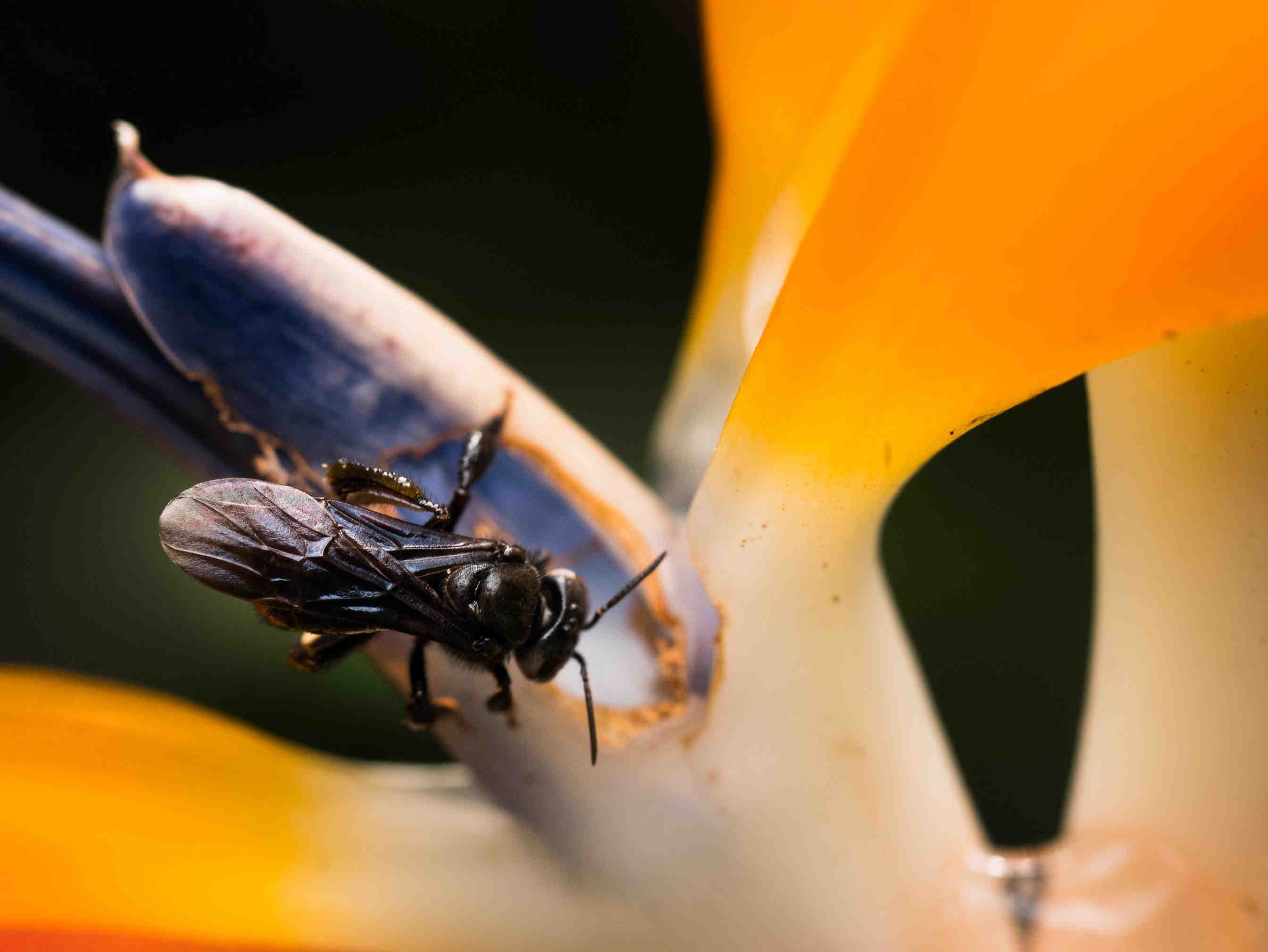 Eulaema