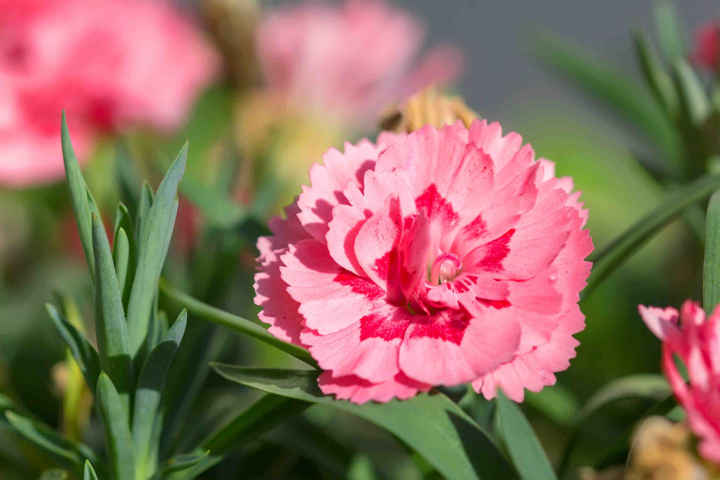 garofano rosa