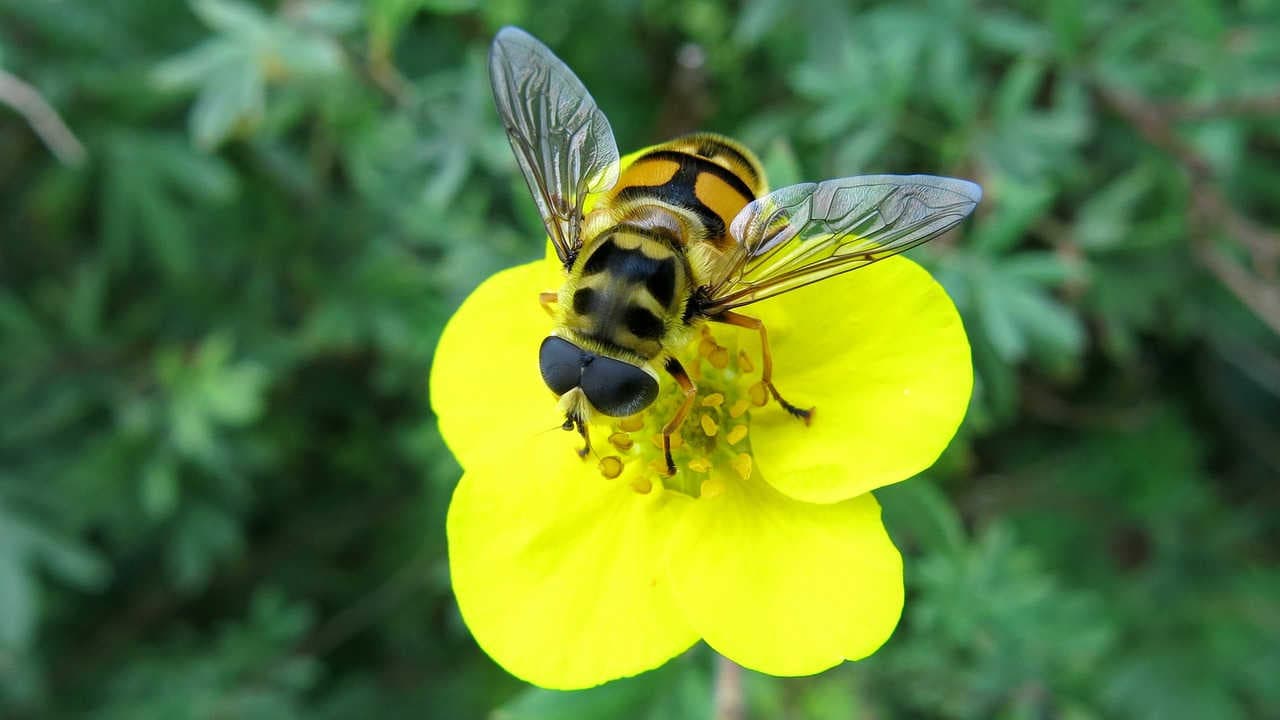 Myathropa florea