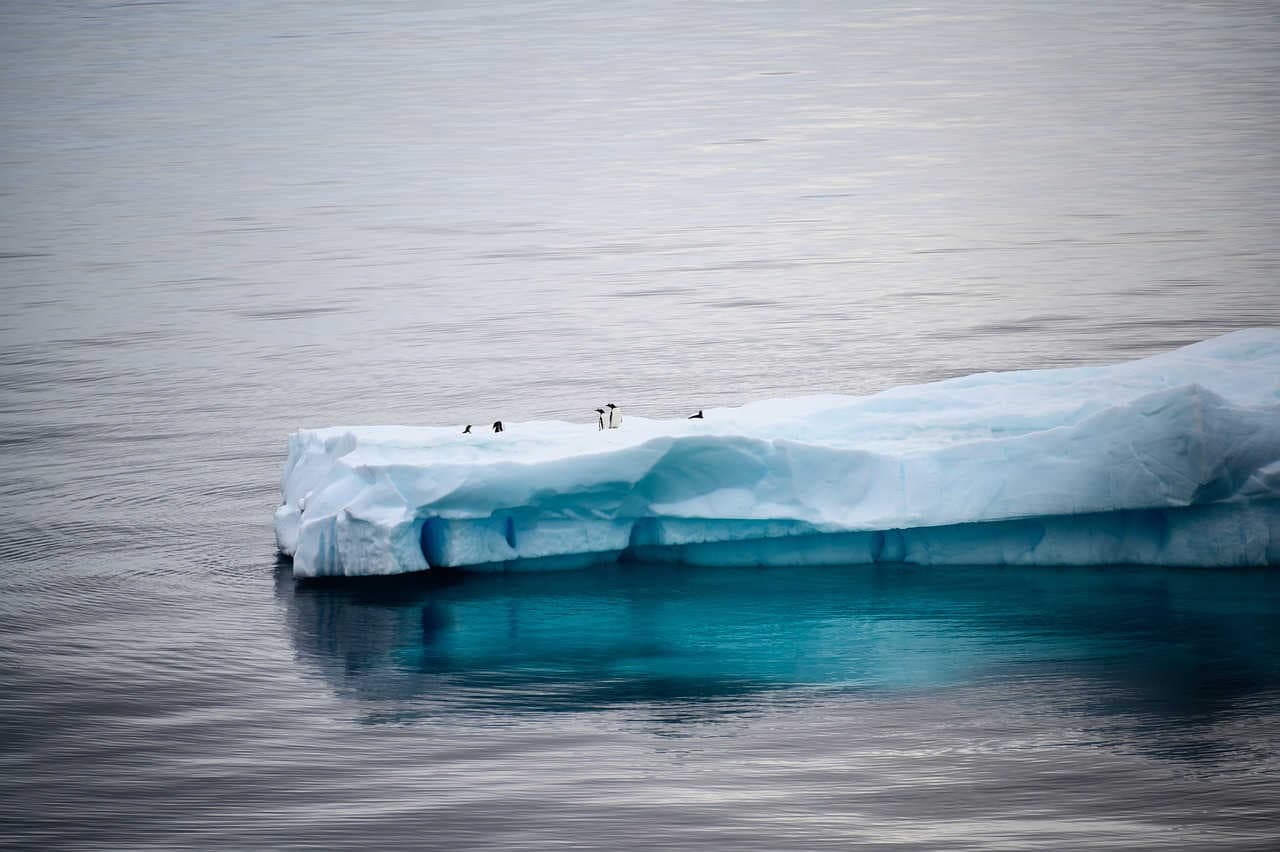 pinguini sentinelle marine