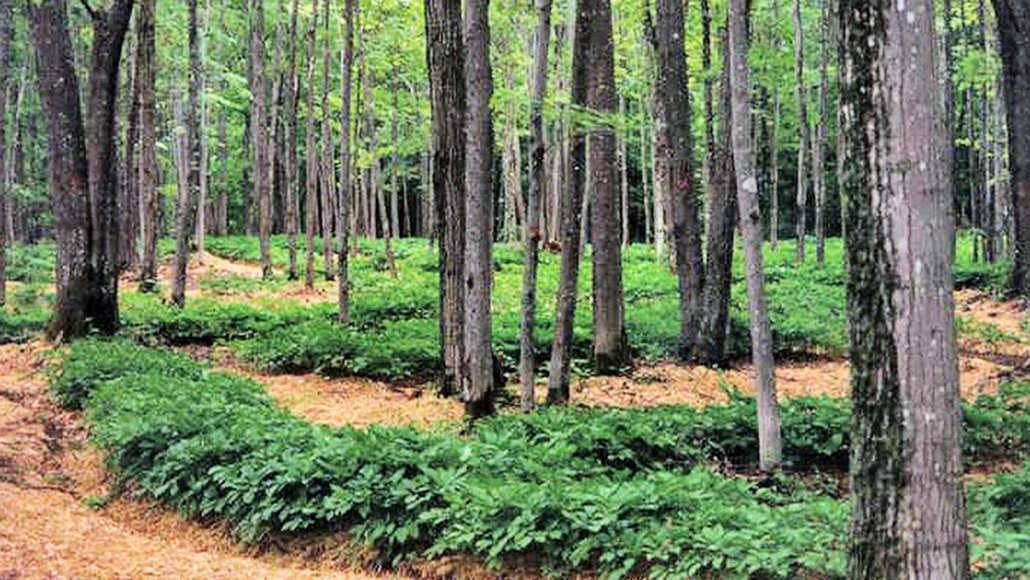 Agroforestry 3Bee