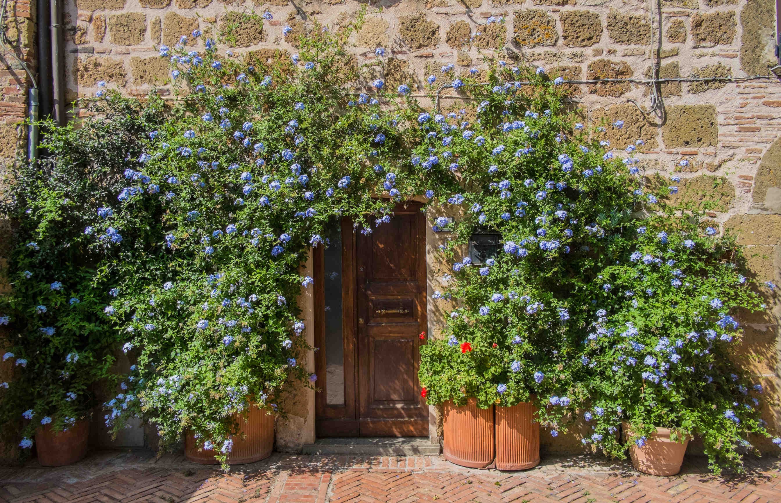 plumbago giardino