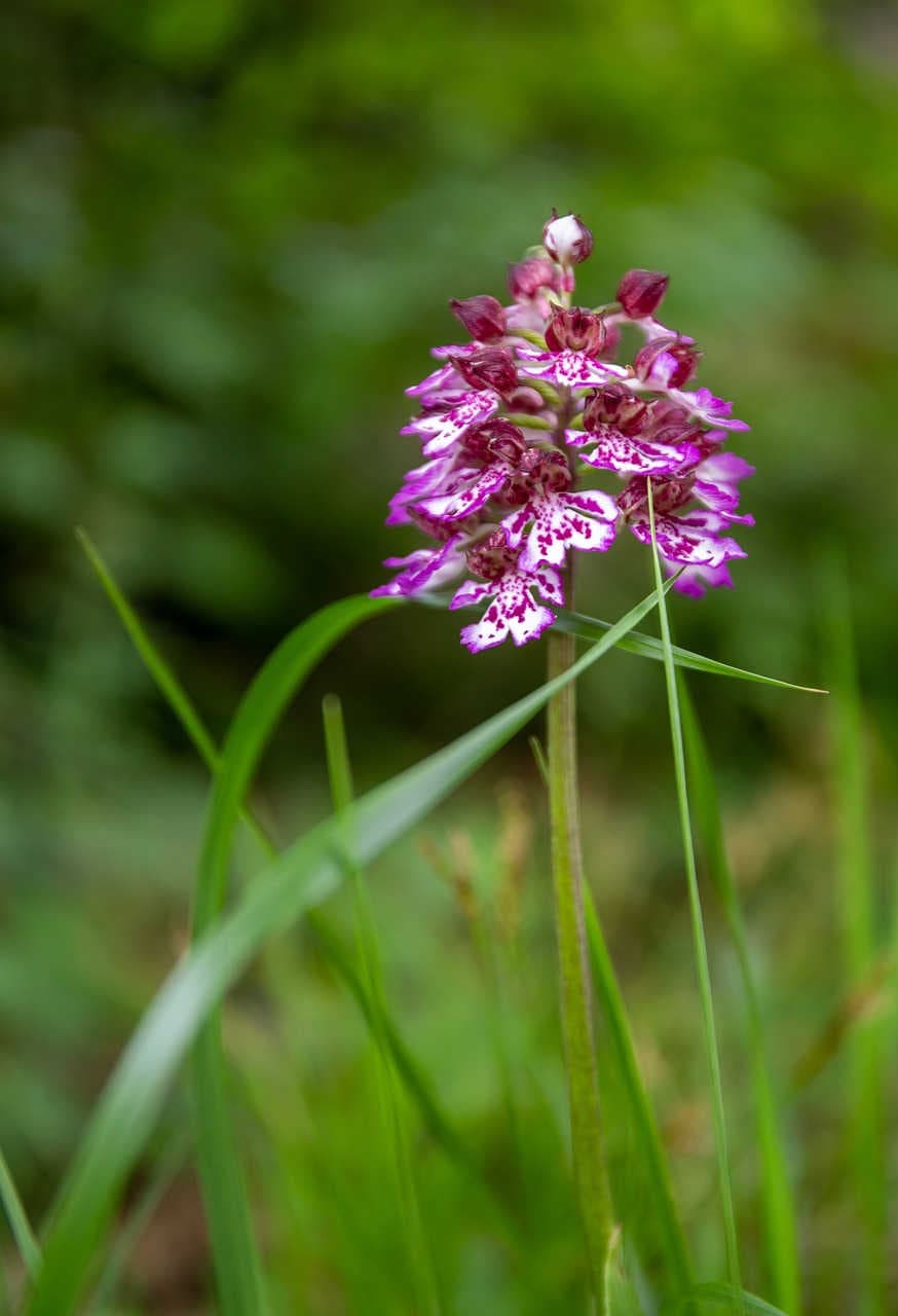 orchidee potenti afrodisiaci secondo leggende