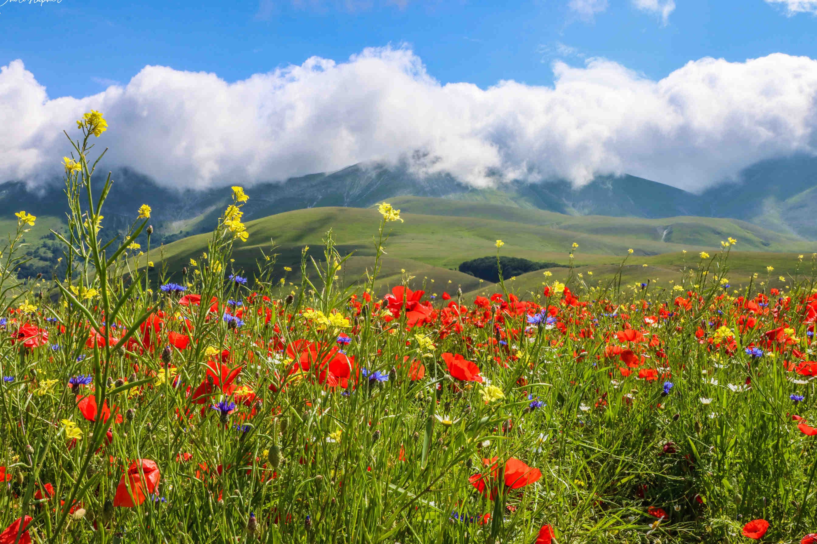 Castelluccio di Norcia fioritura