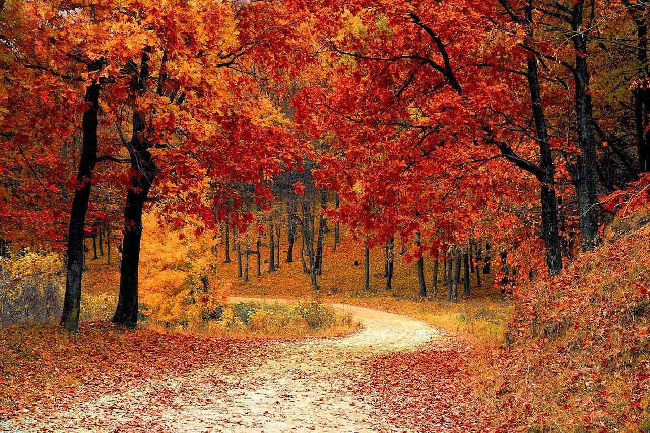 foliage e i suoi colori