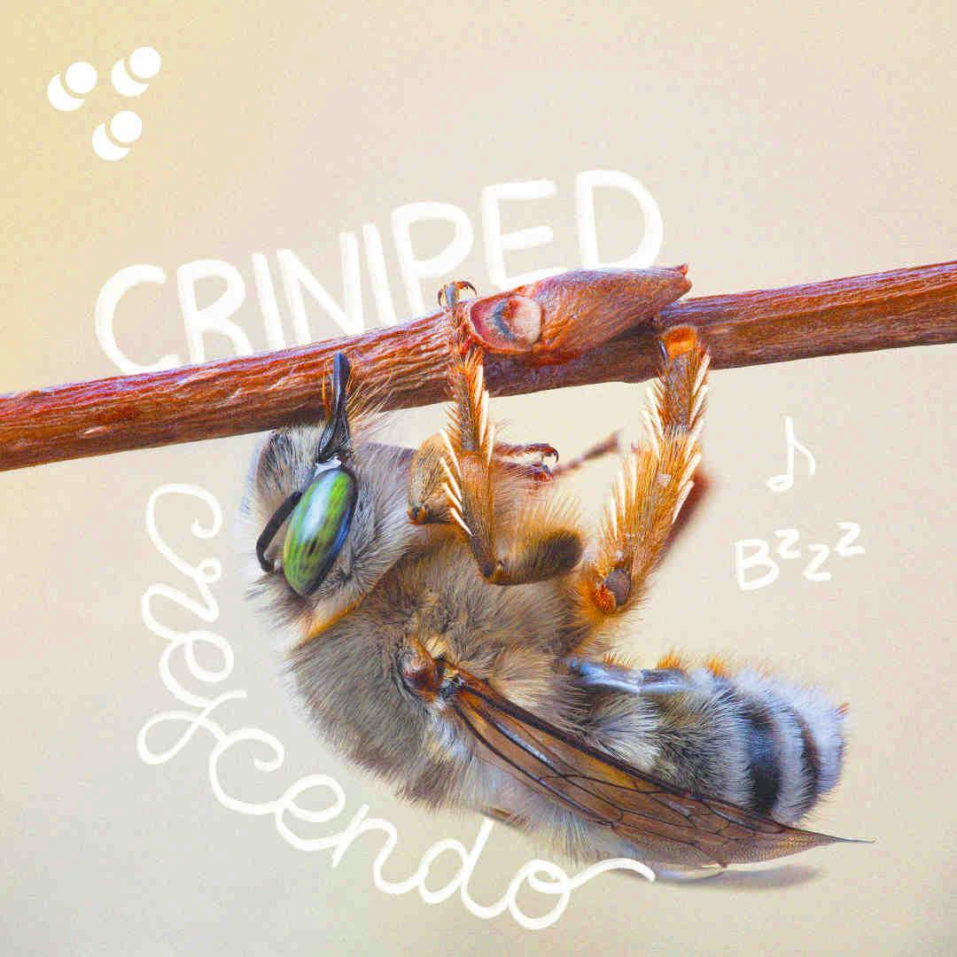Criniped Crescendo - Antophora Crinipes