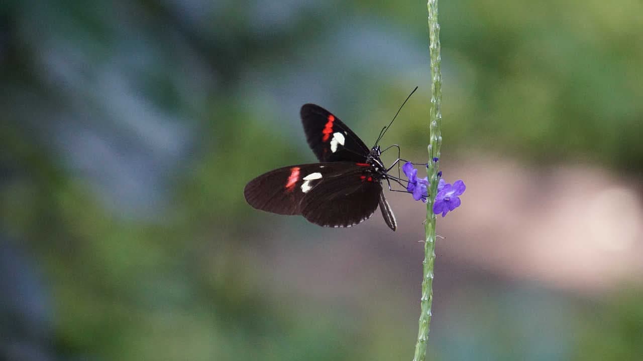 biodiversità