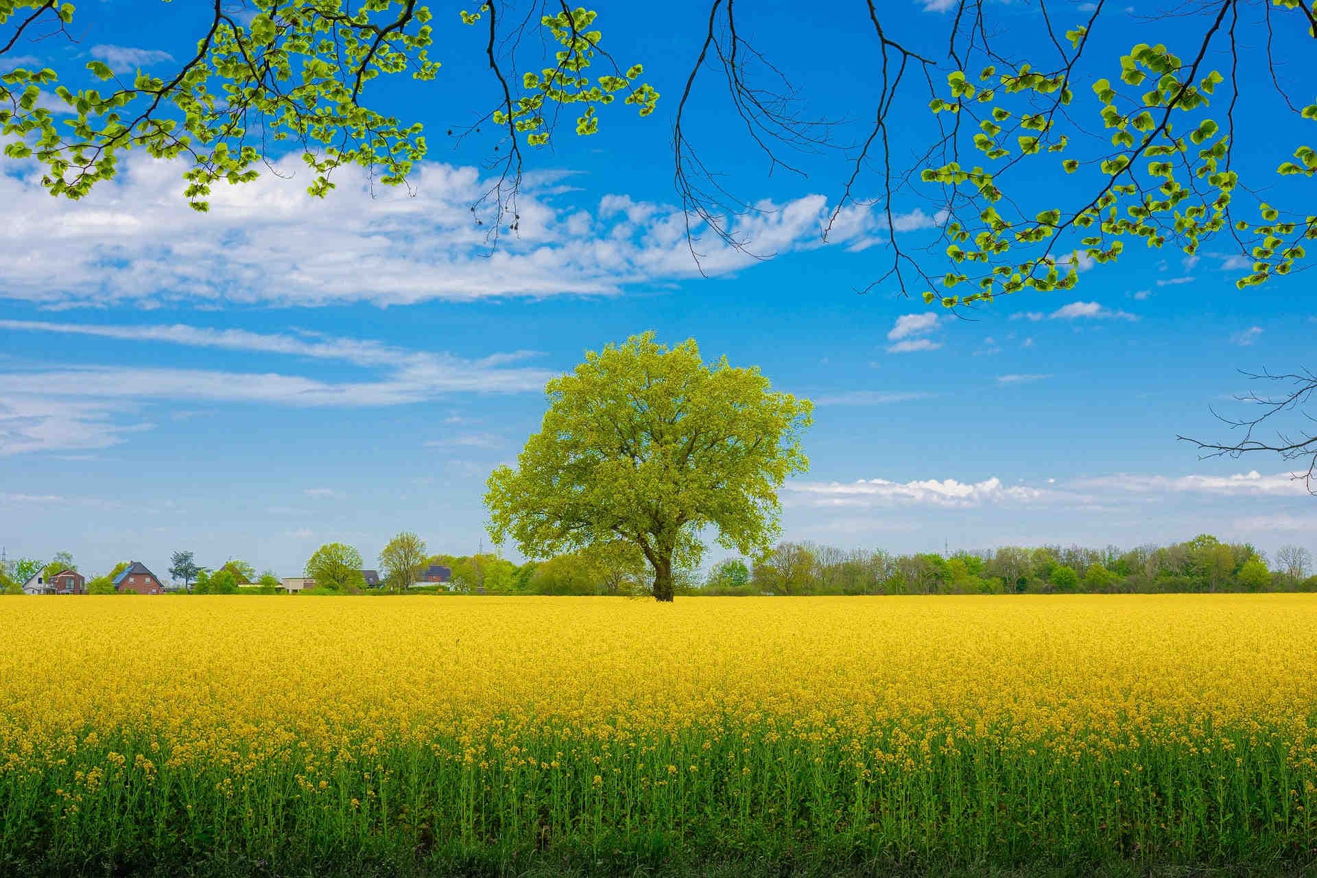 albero