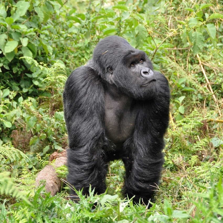 gorilla