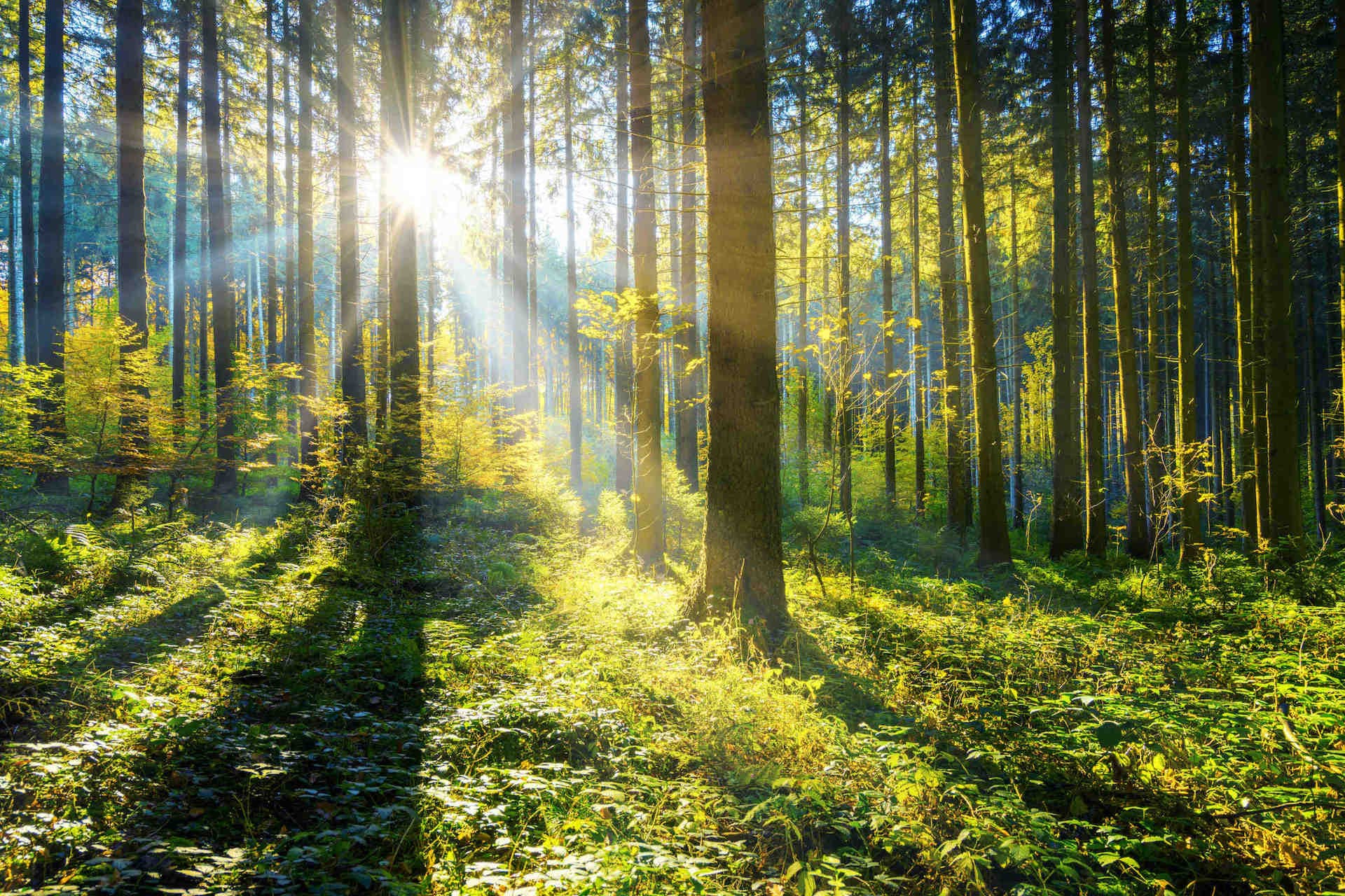 Célébrez la Journée mondiale de la biodiversité 2023