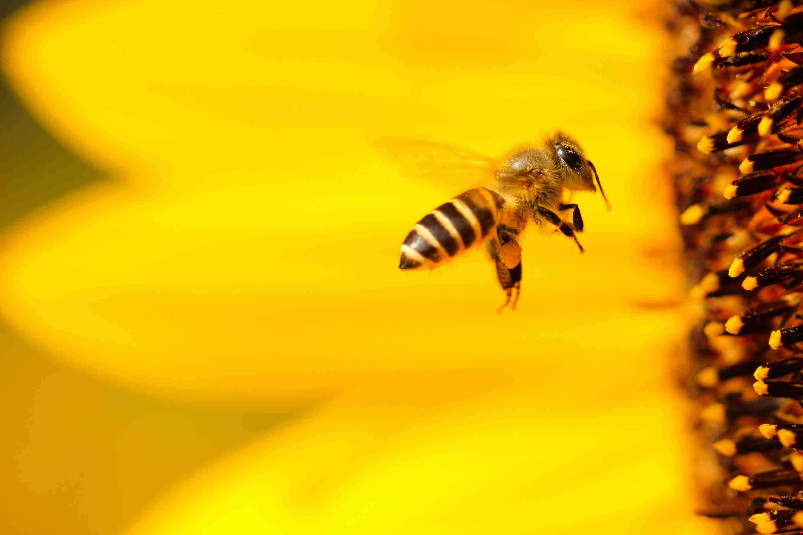 3Bee se internacionaliza
