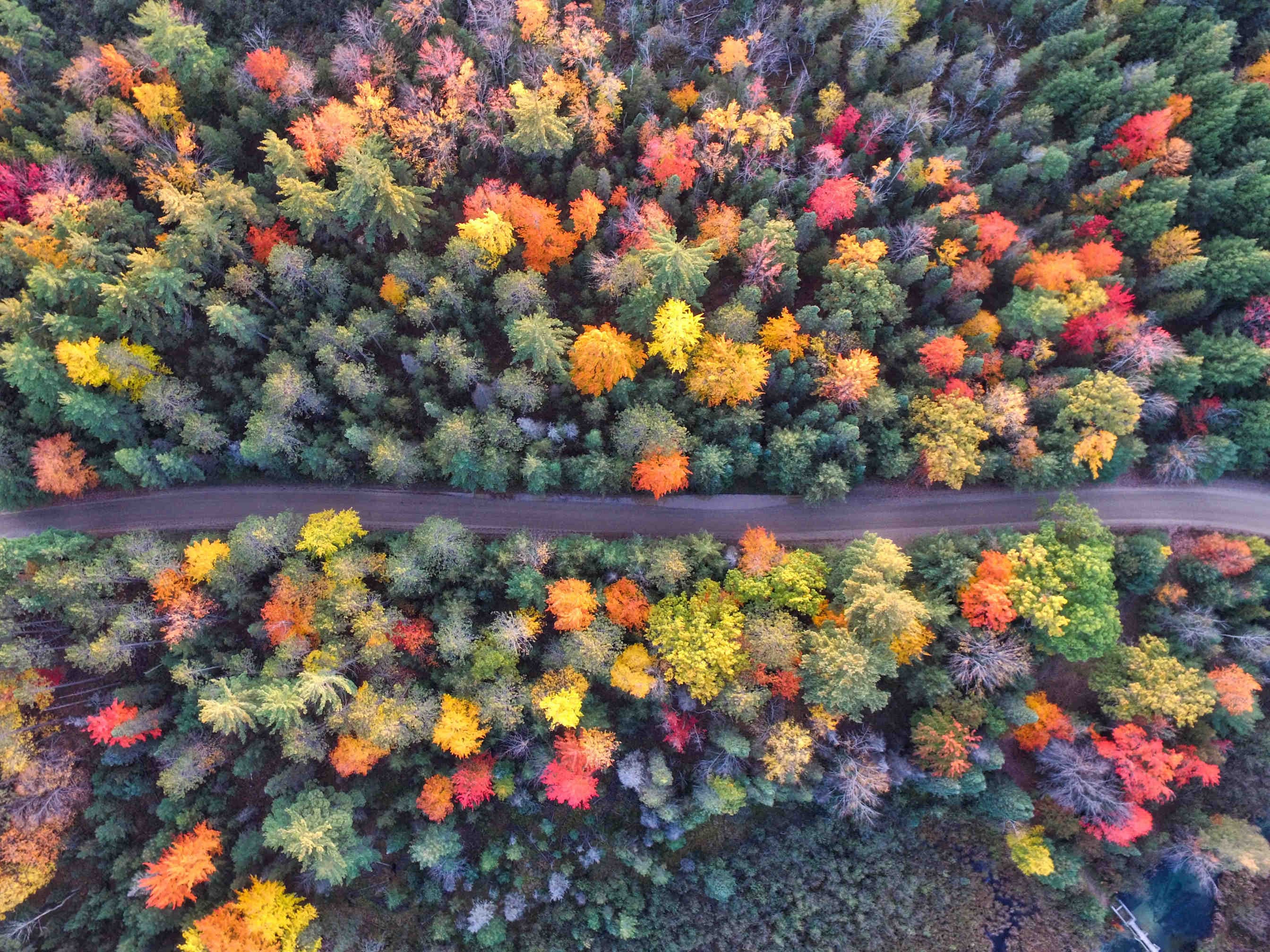 Possono bastare gli alberi per salvare il nostro pianeta?