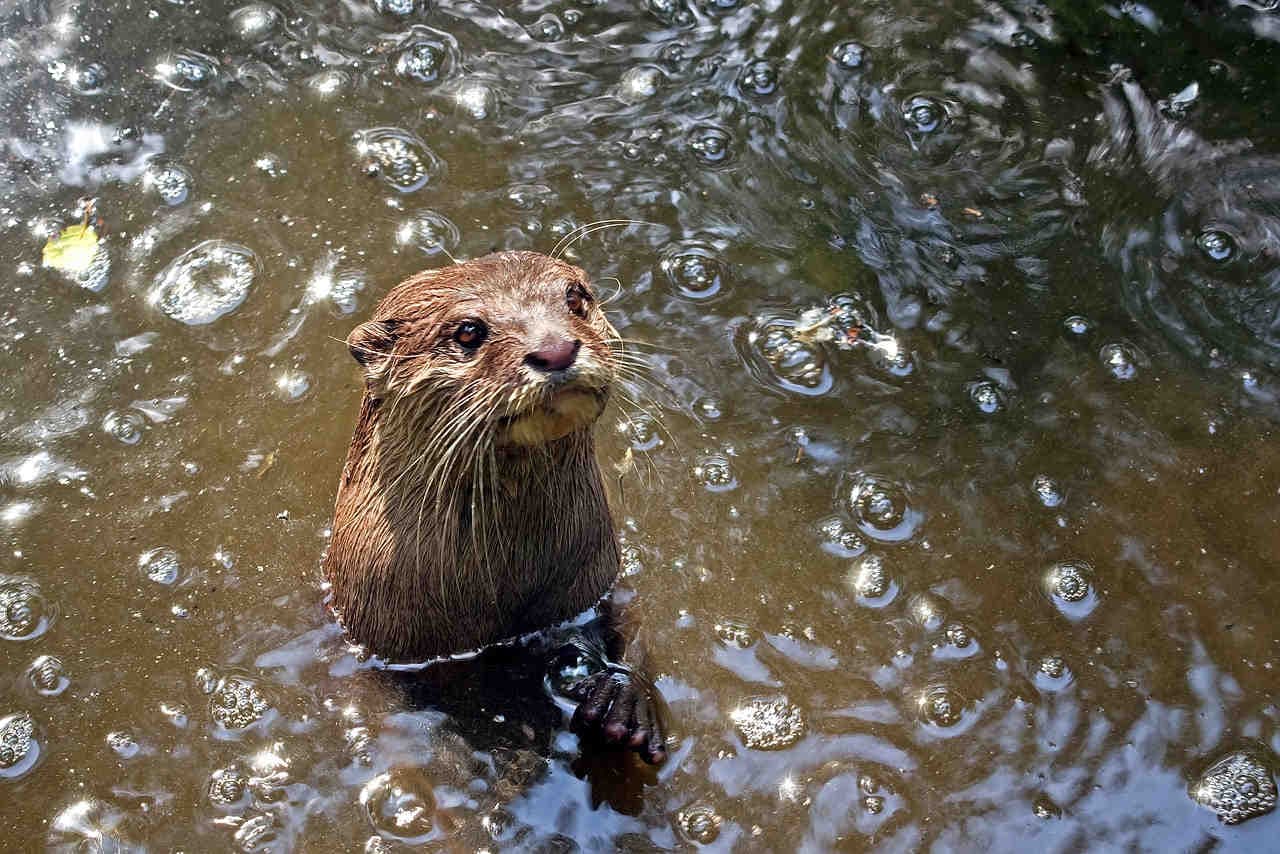 une loutre sort la tête de l'eau