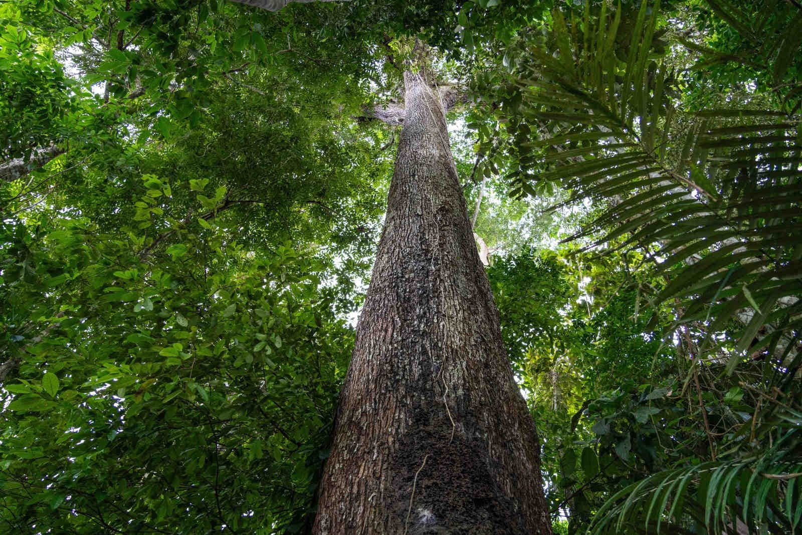 COP30: abbattuti ettari di Foresta Amazzonica per costruire un'autostrada