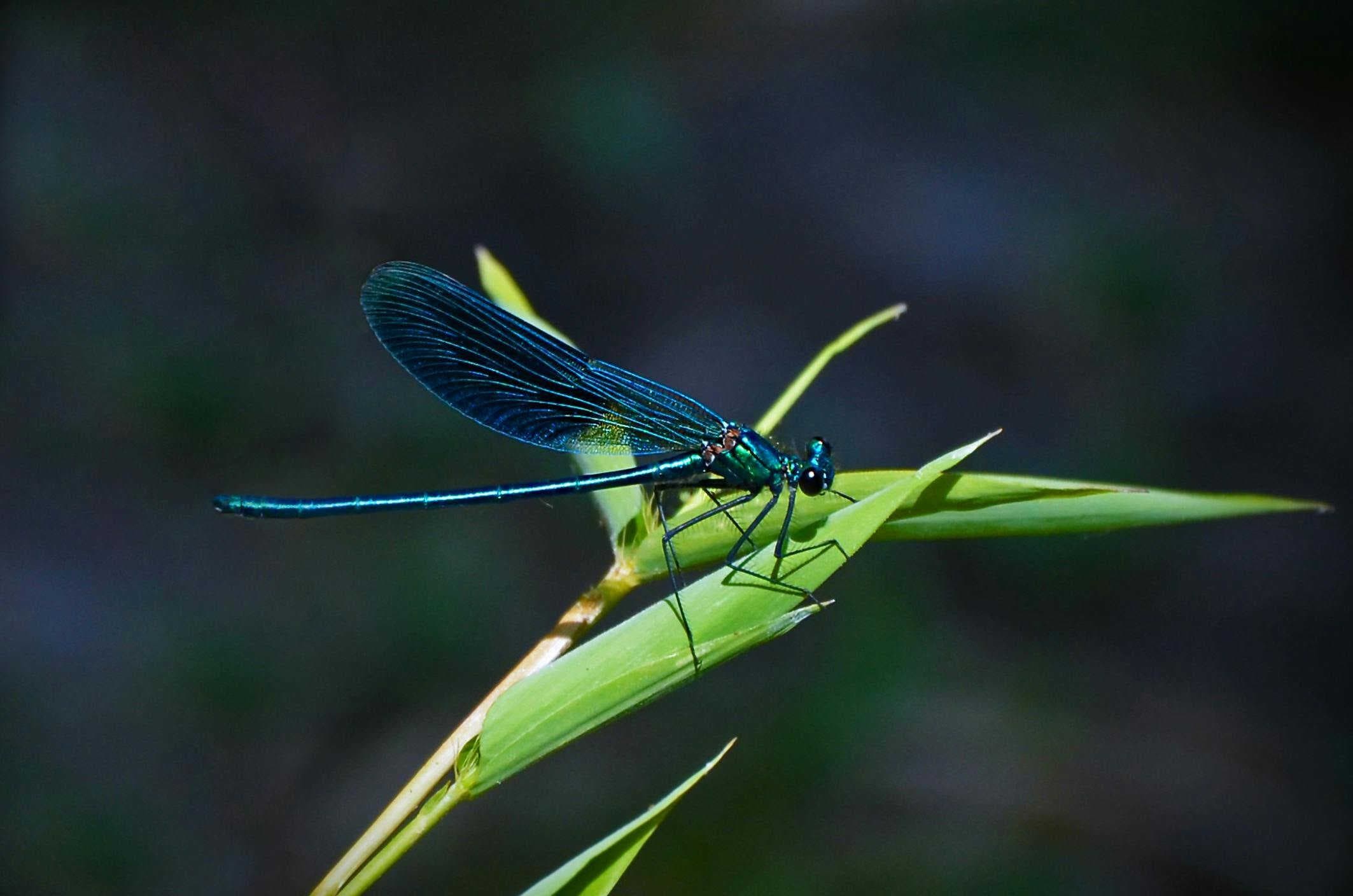 libellula