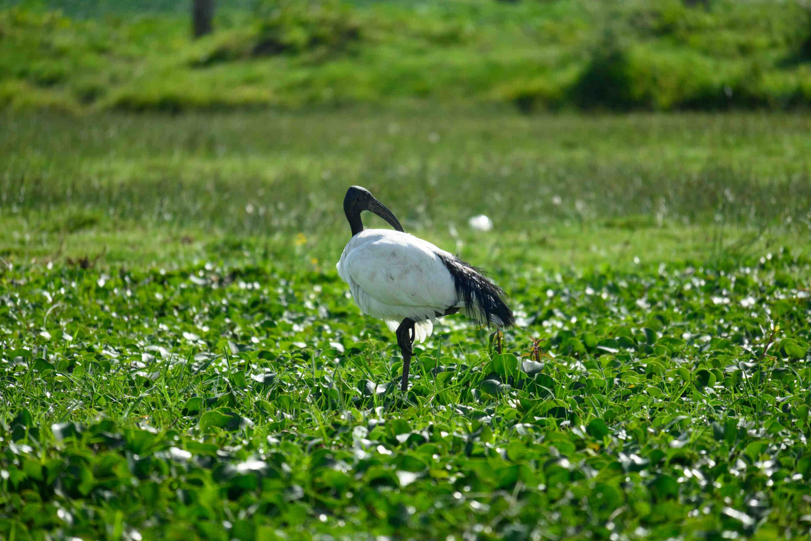 3bee-blog-il-profilo-scientifico-di-ibis-sacro