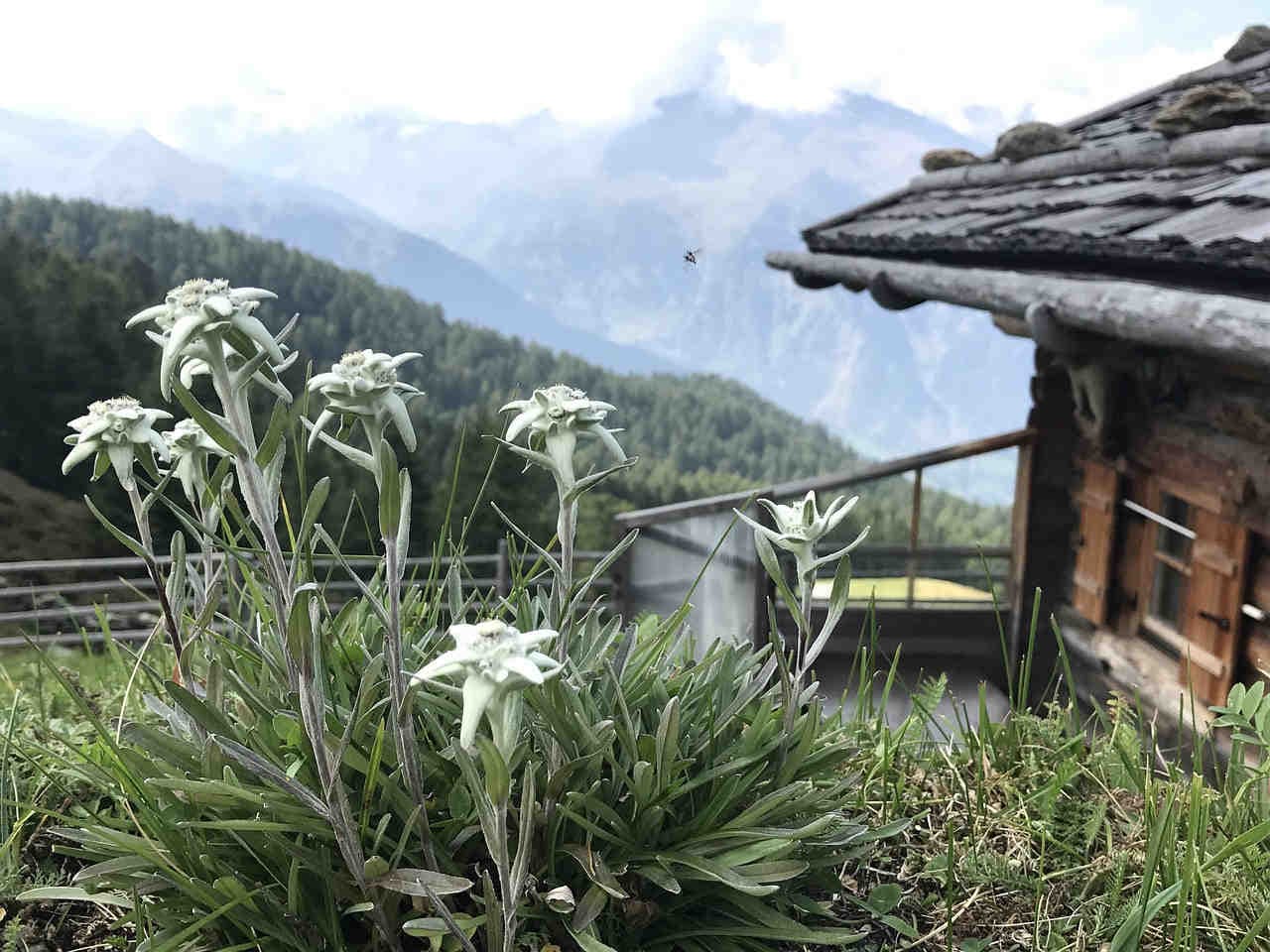 stelle alpine in montagna