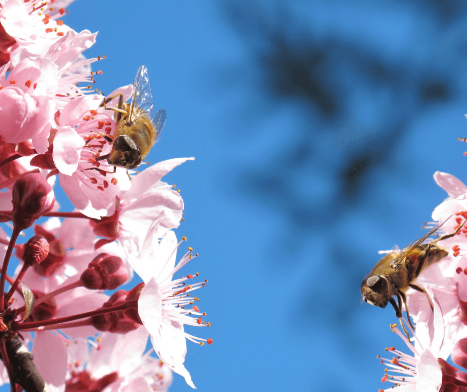 Alimentation et pollinisation