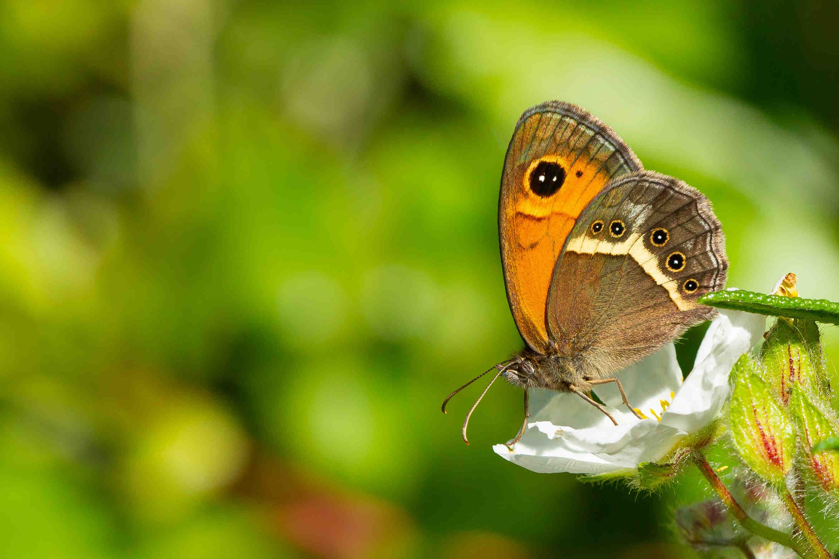 Rapports sur le développement durable : comment rendre compte de la biodiversité