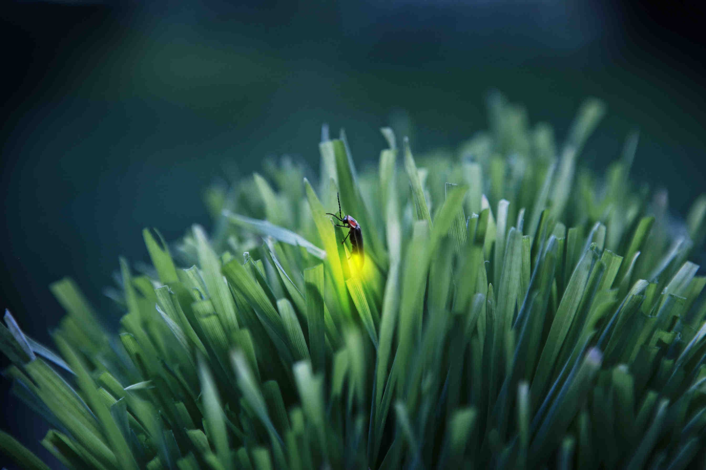 Perché le lucciole possono illuminarsi?
