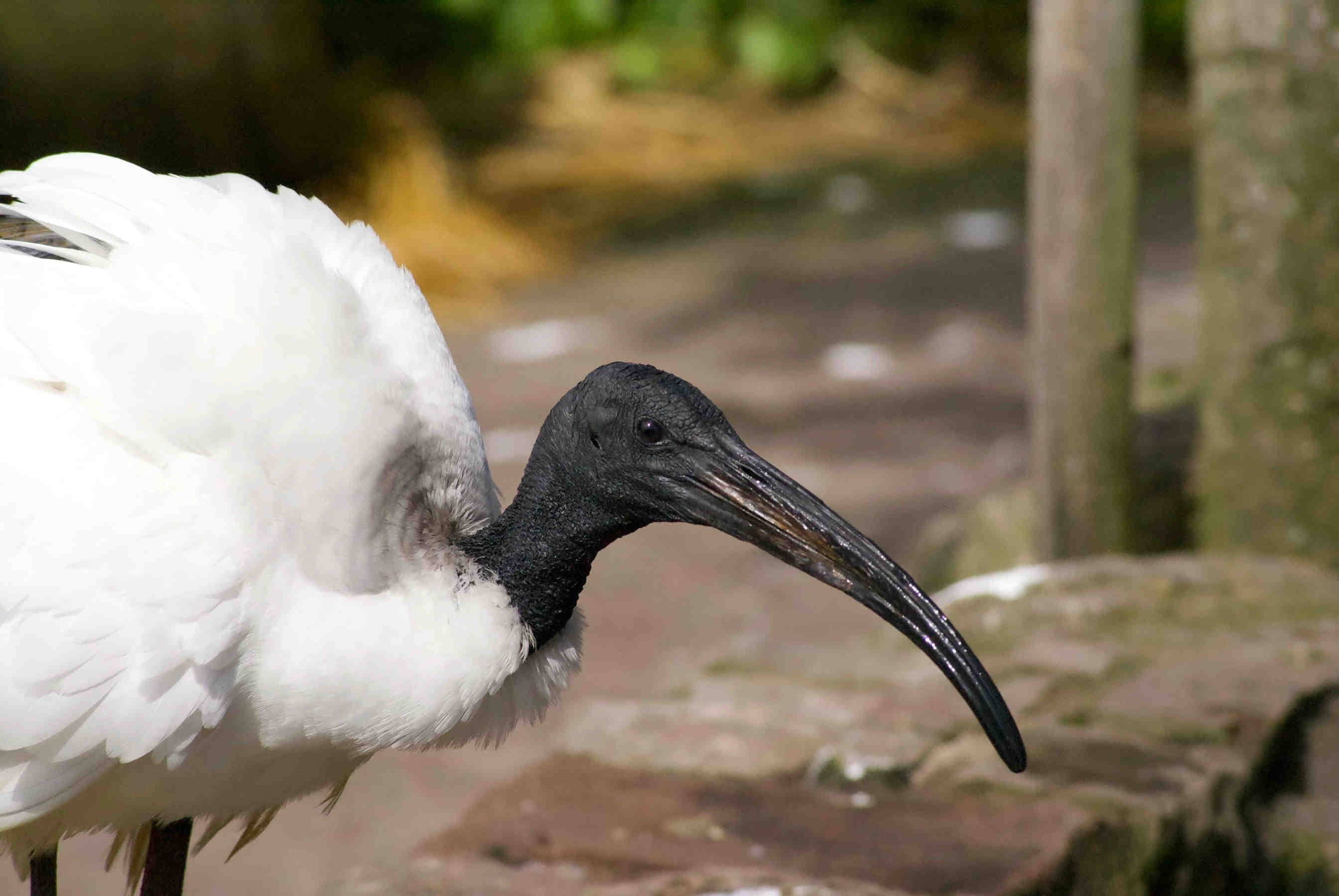 3bee-blog-ecologia-e-strategie-alimentari-di-ibis-sacro