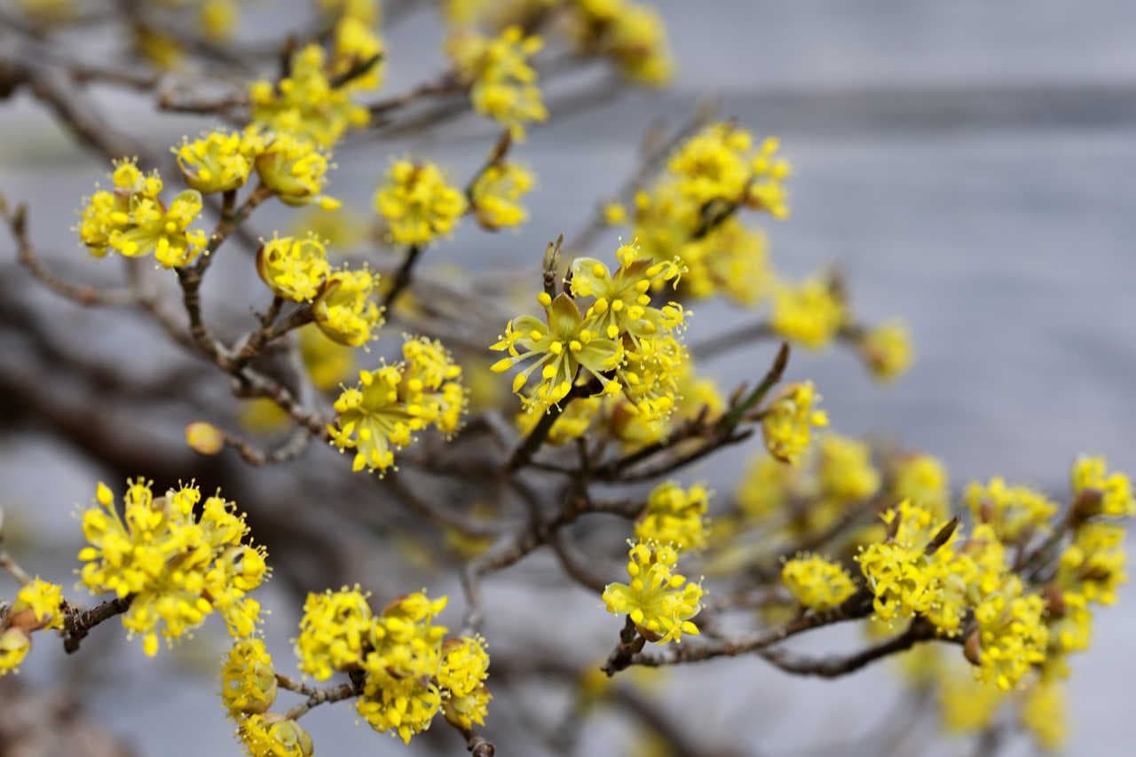 fiori, origine, habitat del corniolo